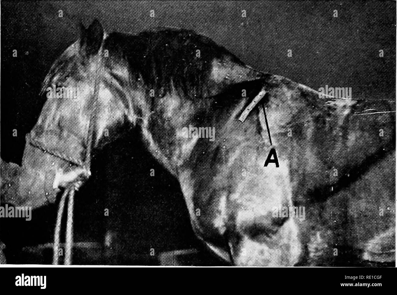 . Fistola del garrese e poll-male . Fistola; cavalli. 86 FISTOLA E POLL-male o garza imbevuta di chlorid mercurico soluzione e legato in giù con il garrese bendaggio. Al termine di quarantotto ore ci danno tutta la cavità di una buona pulizia sotto stretto asettico del pre- avvertenze, rimozione dei coaguli di sangue attaccato al tessuto completamente. La cavità è stata spruzzata con iodoformio e poi riempito con. Fig. 10.-Il tubo di drenaggio dopo la ferita è stata suturata, fistola atipici. una miscela consistente di iodoformio il cinque per cento e acido borico novantacinque per cento e il garrese protetta di nuovo w Foto Stock