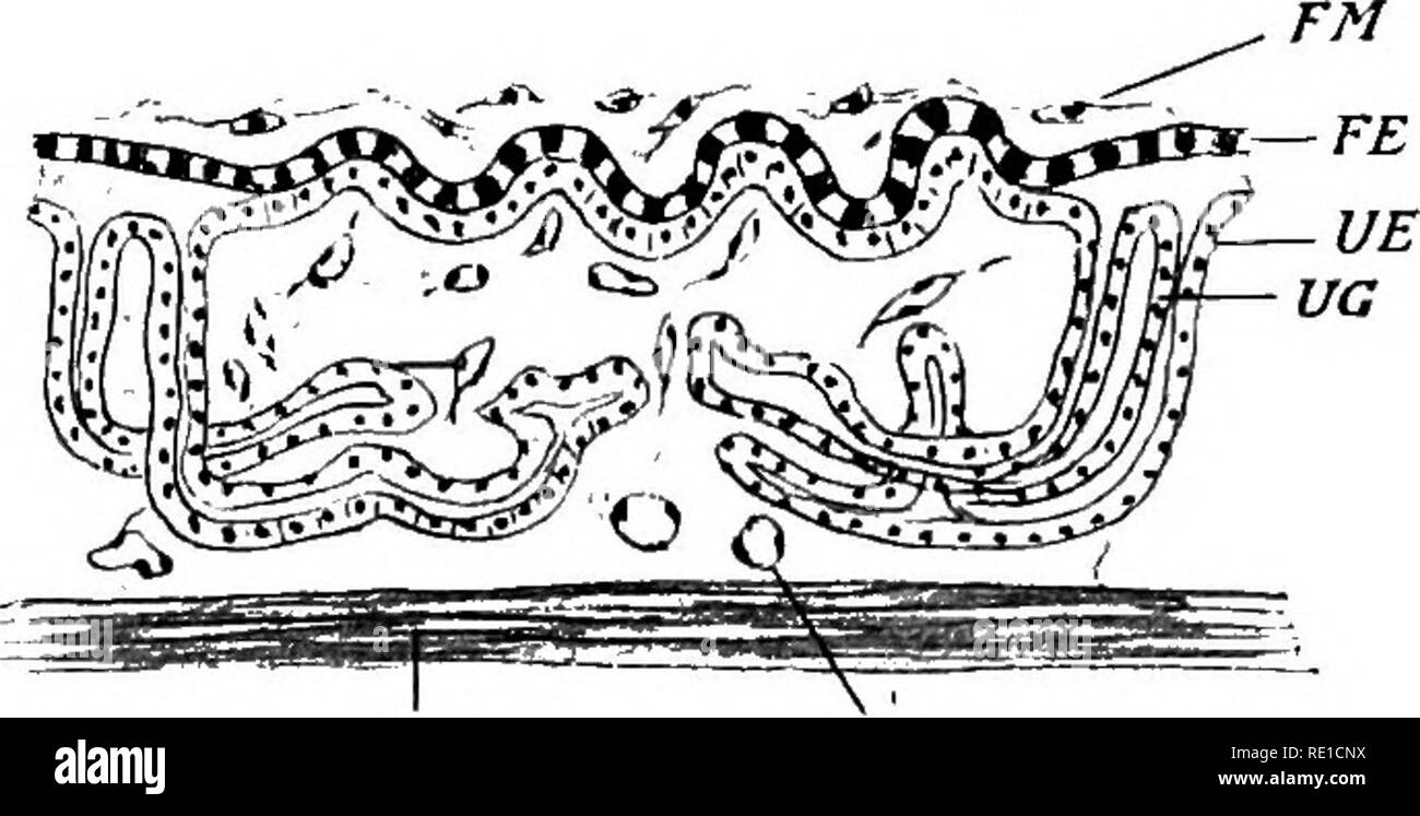 . La fisiologia della riproduzione. La riproduzione. 396 La fisiologia della riproduzione va oltre la fase di apposizione tranne per il proto- plasmic estensioni del trofoblasto (Kg. 89). La mucosa uterina non contiene particolari aree cotyledonary come si trovano nella pecora e mucca. La superficie epithehum, sebbene esso mostra i cambiamenti degenerativi già menzionati, è apparentemente mai completamente distrutte. Il epithehum ghiandolare non in qualsiasi momento mostrano segni di de- generazione. Esso secerne attivamente durante i primi stadi, e probabilmente durante tutta la gravidanza. Come le pecore e o Foto Stock