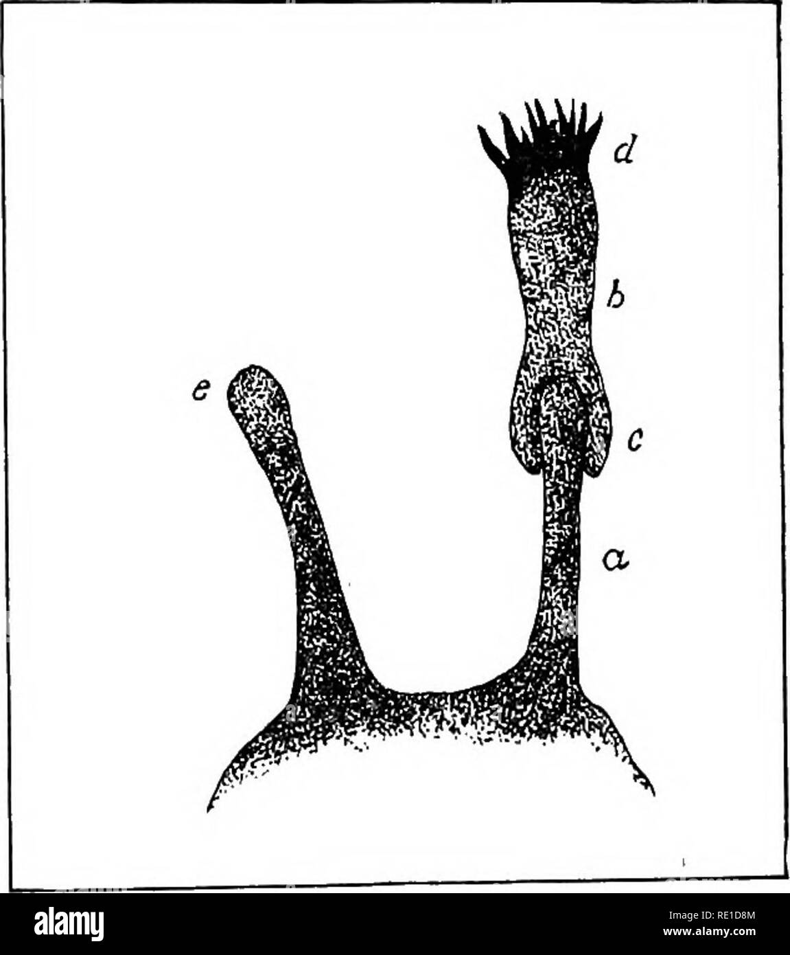 . Un manuale di batteriologia. Batteriologia. Immunità. 219 ha sono di molti tipi, con affinità per altre molecole di diverso tipo. Ogni tipo di recettore iwill poi hanno una affinità per la molecola di tipo particolare che può essere detto a "montare", come si inserisce la chiave in una serratura, sebbene questa espressione non deve essere presa in un senso letterale. Un recettore a cui la tossina del tetano potrebbe diventare attaccato non avrebbe "montare" di tossina difterica. In modo che    tossine possono essere in grado di combinare con la recep- tori, la loro struttura deve essere quasi come quello del cibo molecole che la recepto Foto Stock