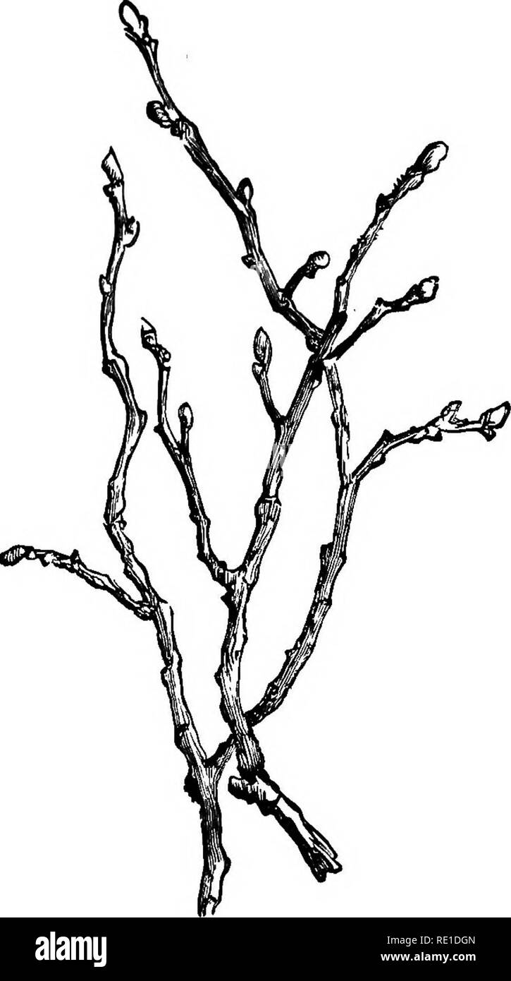 . Sylvan inverno;. Inverno; alberi; Outdoor libri. SPEAT. 153 nesS e la forza della quercia consentono di tratto, i suoi rami orizzontalmente per l'ultimo ramoscello.. Elm. Ho visto una quercia con rami pendenti, ma esso non è comune." * - *'!Forest'Scen.ery,'.pagina-146.". Si prega di notare che queste immagini vengono estratte dalla pagina sottoposta a scansione di immagini che possono essere state migliorate digitalmente per la leggibilità - Colorazione e aspetto di queste illustrazioni potrebbero non perfettamente assomigliano al lavoro originale. Heath, Francis George, 1843-1913. Londra, Kegan Paul trincea &AMP; Co. Foto Stock