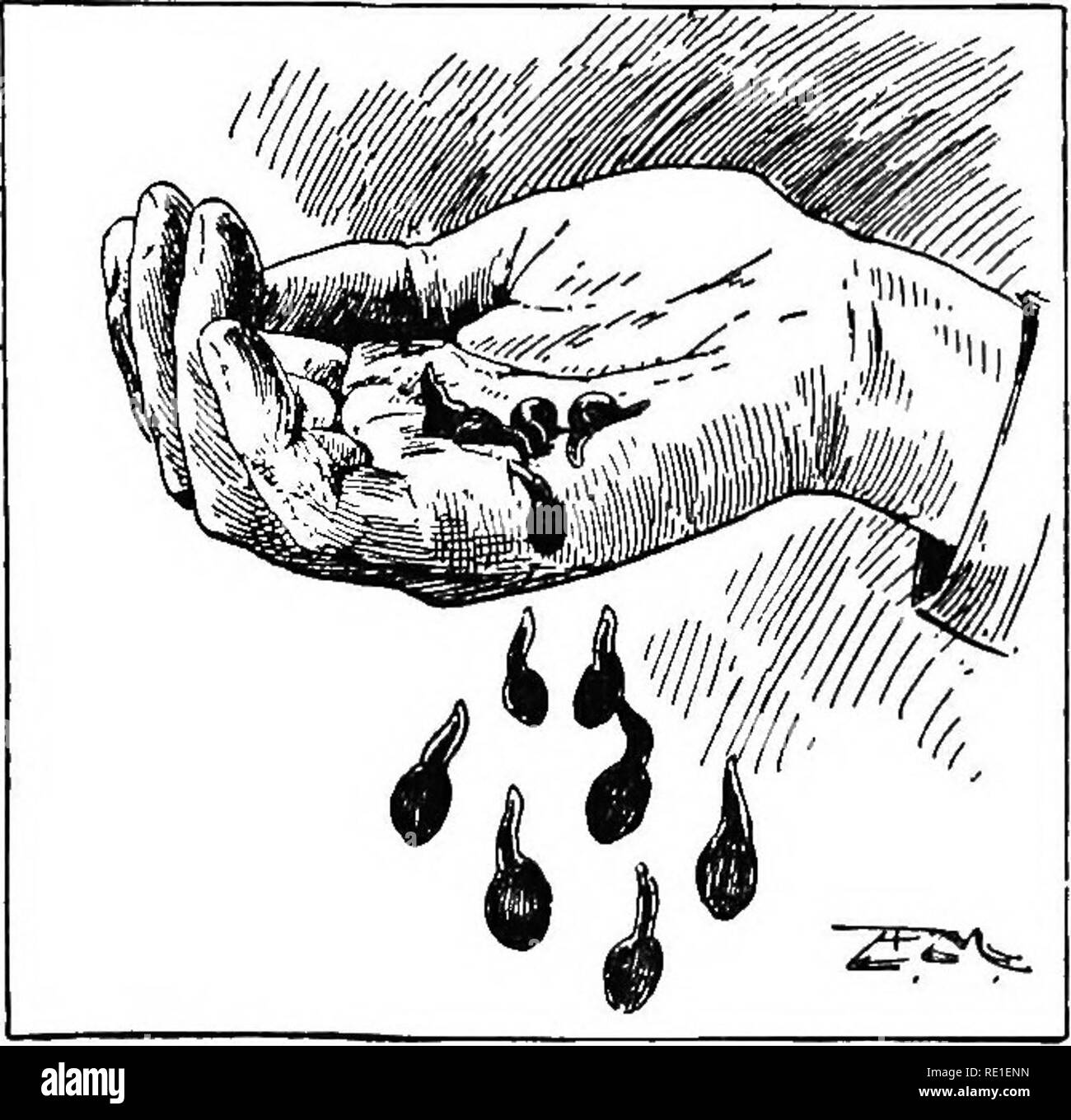 . Il mondo di vita animale. Zoologia. Le rane 303 ECAUDTATA le rane (Famiglia Ranid^) mentre è abbastanza giovane la rana vive nell'acqua del tutto. In quel momento la sua vita si chiama un girino e possiamo vedere il nuoto circa in quasi qualsiasi stagno durante la primavera. Girini provengono dalla gelatinoso uova che abbiamo spesso di vedere galleggianti in grandi masse sulla superficie degli stagni. Se guardiamo a una di queste uova si vede che non vi è un tondo nero posto nel mezzo. Questo è il futuro girino e da e per l'uovo burst, e fuoriesce nell'acqua. Si tratta di una strana piccola creatura. Appena Foto Stock