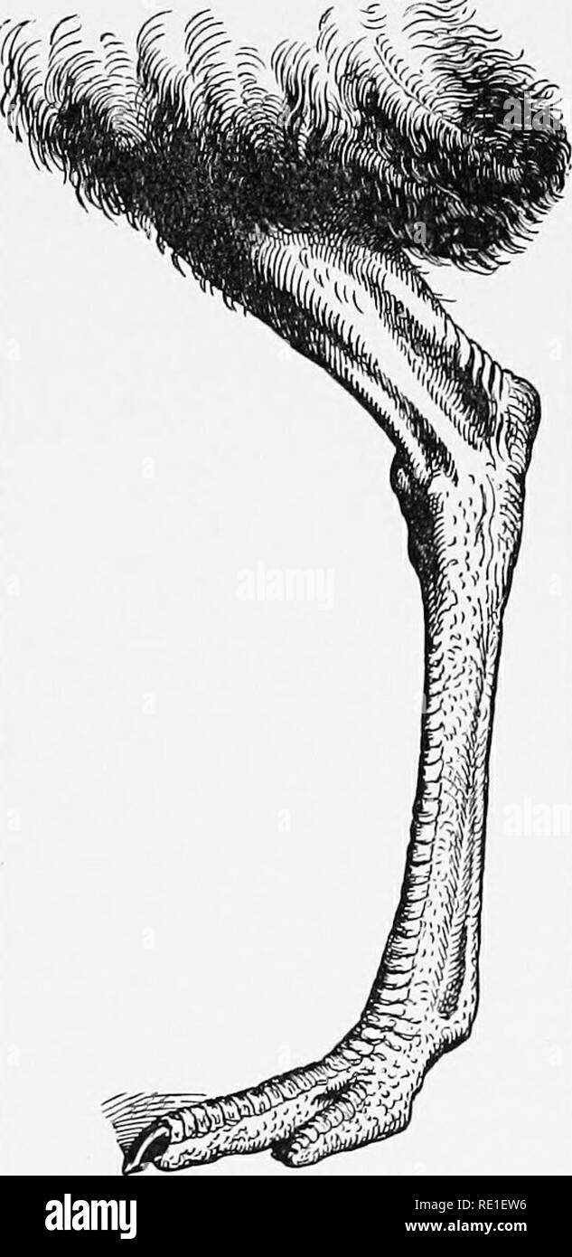 . Il mondo di vita animale. Zoologia. Lo struzzo 27s struzzo e il cammello. I viaggiatori ci dicono inoltre che in lontananza le due sono davvero molto simili, che non è affatto facile distinguerli l'uno dall'altro. Lo struzzo ha solo due dita (£. sul suo piede, uno dei quali è un buon affare più grande dell'altra. Questa convergenza è armato con un forte e potente artiglio, che l'uccello utilizza molto dopo il modo di kangaroo-dando dei calci fuori alla sua ene- mies non appena essi traggono suffi- ciently vicino a. Così forte è la sua corsa, e così forte è la griffa, che uno di questi uccelli è stato conosciuto wit Foto Stock