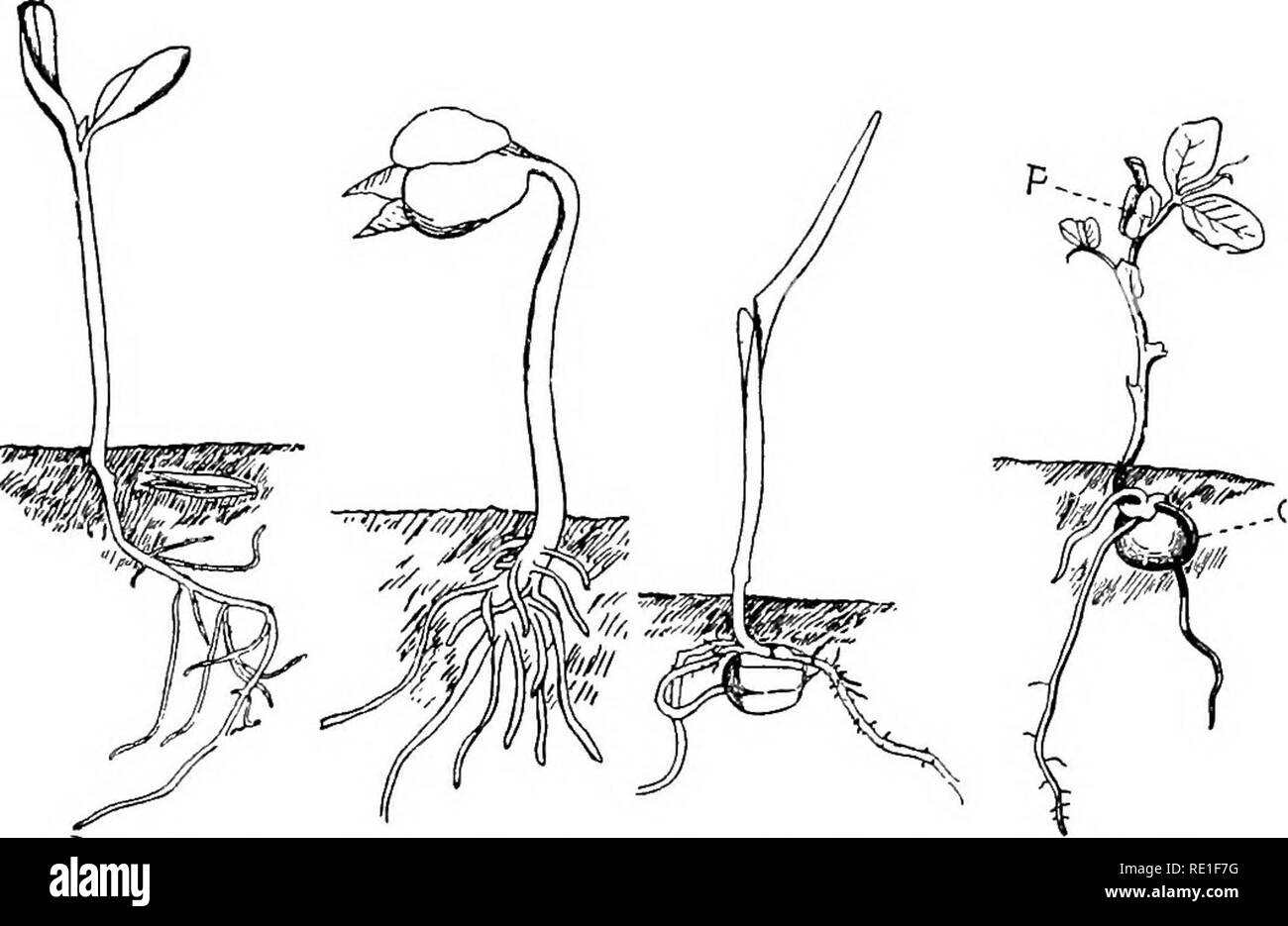 . Principi della coltura di piante; un trattato elementare progettato come un libro di testo per i principianti in agricoltura e orticoltura. Orticoltura; Botanica. Il Plantlet. 35 Lasciate che spesso non è in grado di rompere il seme-caso dunque germi- nazione non può avvenire a meno che non assistita dal espandere- ing potenza di brina o di una lunga esposizione ad umidità che rammollisce il seme-caso o a meno che il seme-caso è incrinato prima che i semi sono piantati (36). 44. Le radici di avviare prontamente, come l'ipocotile emerge dal seme-caso-la principale (primario) root. Fig. 8. Plantlet, Fig. 9. Plantlet Fig. 10. Plantlet Fig. 11. Plantlet di pu Foto Stock