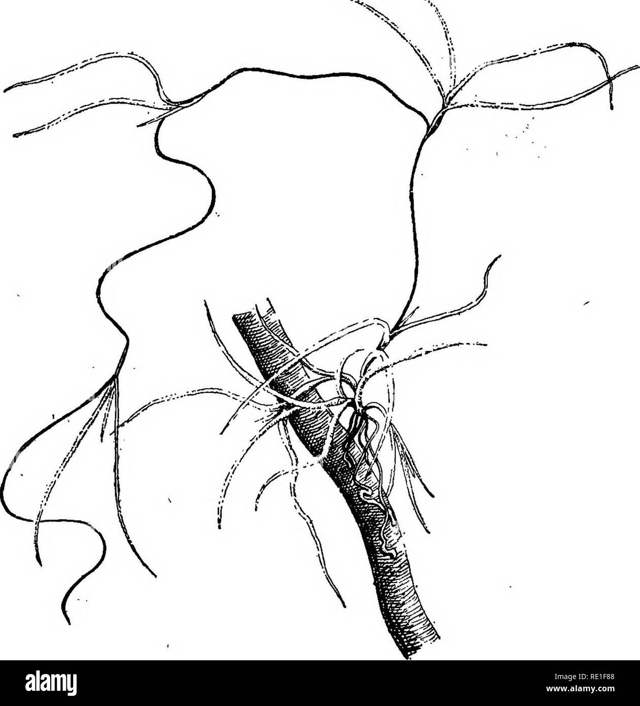 . La biologie des plantes ... Ecologia vegetale. MI56 BIOLOGIE des plantes dernier syst^me s'oblit^re rapidement; les vaisseaux spiralis et ponctu^s se remplissent de gomme et ne peuvent conduire plus. Encore un peu actifs dans le premier kge, Ils sont rapidement mis. Fig. 91 car ' )i - Tillandsia usneoides. Plantule Rxie par quelques racines (ce qui est exceptionnel, la plante s accroche habituellement par ses feuilfes). ^ D'apr^s Chodat et Vischer. hors de funzione dans la plante adulte qui, k I'instar des plantes aquatiques, absorbe I'eau par sa superficie et non par ses racines. De lombo, les arbre Foto Stock