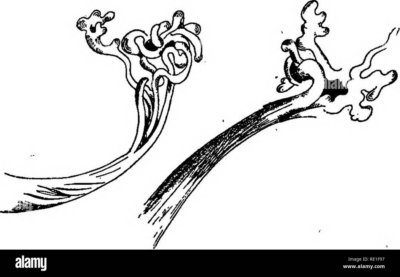 . La biologie des plantes ... Ecologia vegetale. BIOLOGIE des plantes dards varia, la soif intensa meme qui nous brflle la gola, tout cela ne fait qu'augmenter I'^tranget^ de ces plantes toutes grigi ", sans racines, sans citemes, auxquelles nous serions cette fois heu- reux de nous rafraichir, n" fCit-ce que d'une Goutte d'eau. L'oppo- sizione de ces v^g^taux qui, presque dess^ch^s comme lea chaumes apr^s la moisson (^fig. ^7), avec tout ce que nous connaissions des autres v^g^taux qui puisent I'eau dans le sol au moyen de leurs racines, ou mSme le contraste evidenti qu'ils offrent avec les Brom^ Foto Stock