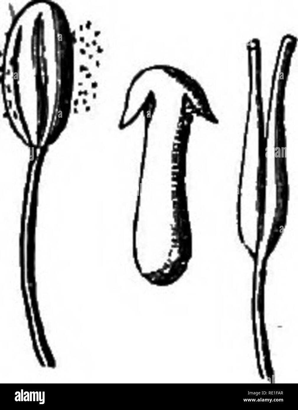 . Gli elementi strutturali di botanica con particolare riferimento allo studio delle piante canadese ... La fisiologia vegetale; Impianto anatomia. i36 ELEMENTI OP STUUCTUKAL botanica. Le cellule di antere comunemente aperta lungo i loro bordi esterni per scaricare il loro polline (Fig. 185). Nella maggior parte delle brughiere, tuttavia, il polline viene scaricata attraverso un minuto apertura nella parte superiore di ciascuna cella (Fig. 186), e nel nostro Cohosh blu ogni cella è provvista di un coperchio o la valvola vicino alla parte superiore che si apre su una sorta di cerniera (Fig. 187). Di tanto in tanto, esempi di sterili o abortita stami sono soddisfatte con, come il quinto stame nella Turtle egli Foto Stock