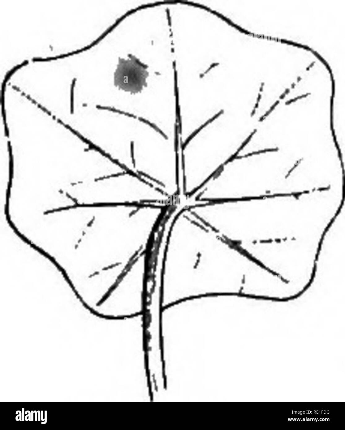 . Gli elementi strutturali di botanica con particolare riferimento allo studio delle piante canadese ... La fisiologia vegetale; Impianto di anatomia. Fig. 156. Fig. 166. Fig. 167. sagomato (B'ig. 152). Il contrario di ciò che è, quando la rientranza è all'apice-è obcordate (Fig. 153). Il hastate o lancia-sagomato (Fig. 154), sagittale o freccia- sagomata (Fig. 155), e reniform o a forma di rene (Fig. 156) I moduli sono modifiche della seconda classe e sarà facilmente compreso da figure allegate. Se il picciolo è attaccato a qualsiasi parte della superficie inferiore della foglia, anziché al bordo del battente è p Foto Stock