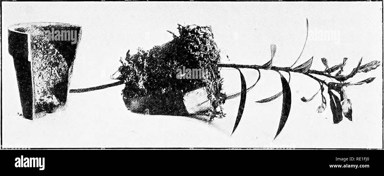 . Azienda agricola orticoli, preparata specialmente per coloro che sono interessati in home page oppure orticoltura commerciale. Giardinaggio di vegetale; frutti-coltura. Fig. 29.-trench e stratificazione a serpentina. Stratificazione a serpentina.-La serpentina strato è simile a quella della trincea strato. Di solito è praticata su piante che hanno lunghi rami flessibili, come l'uva. Il nome di serpentine è preso dal modo in cui la succursale è piegato. Ser- pentine stratificazione sia fatto piegando la diramazione di un undu- relativa modalità e le radici forma da ogni parte coperta. Non appena le radici di sviluppare la parte superiore comincia a crescere e quando il pl Foto Stock