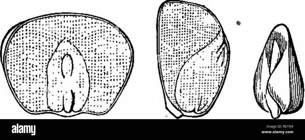 . Gli elementi strutturali di botanica con particolare riferimento allo studio delle piante canadese ... La fisiologia vegetale; Impianto di anatomia. CHAKACTERS OOMMOK di monocotiledoni. 85. trovato per essere contrassegnati da caratteri posseduti da tutti i suoi membri. I fiori di dicotiledoni sono stati trovati per avere le loro parti, come una regola, a quattro a quattro o cinque ; quelli del secondo gruppo sono in numero di tre o sixes, mai in cinque. 116. Ancora una volta, tlje foglie di queste piante sono dritte- venato, tranne in Trillium e rapa indiana, che deve essere considerata come eccezionale e non come una regola presentano la divisione in picciolo e bl Foto Stock