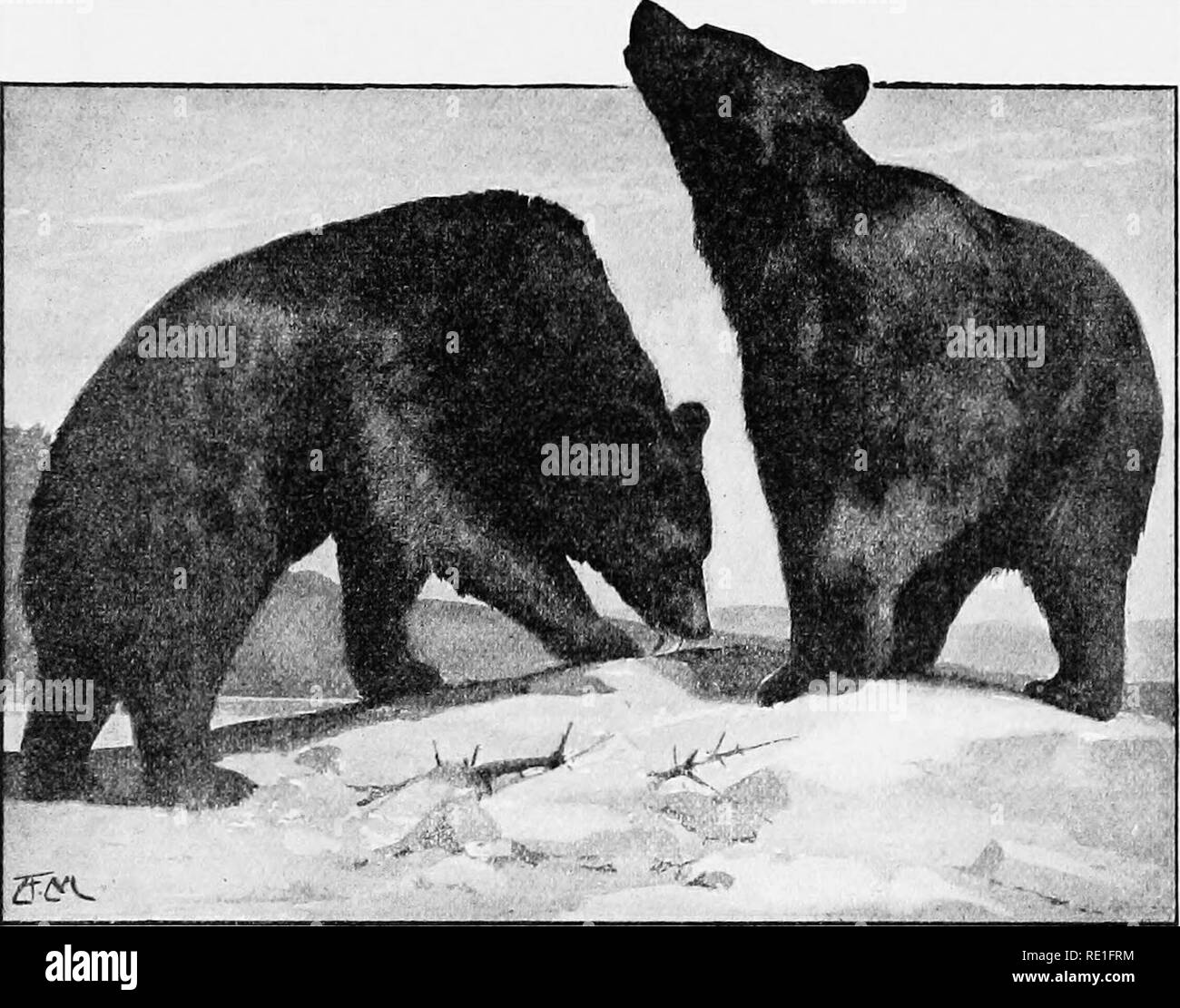 . Il mondo di vita animale. Zoologia. L'orso bruno 8i e di carne, ma si preferisce, di regola, una dieta di vegetali. È solo quando questa non riesce che prede su altri animali. Nei distretti più fredda l'orso bruno, quando l'inverno si avvicina, si insinua in una grotta o albero cavo, e può accogliere fino a quando l'impostazione della molla. Durante questa lunga nap è mantenuta viva dalla spessi strati. Orso bruno. (Da una fotografia) di grasso che si sono accumulati sul suo corpo durante i mesi estivi. Questo grasso è esaurito gradualmente fino a quando l'Orso si risveglia e si muove in avanti dalla sua tana, egli è un scraggy, pietosa oggetto, come Foto Stock