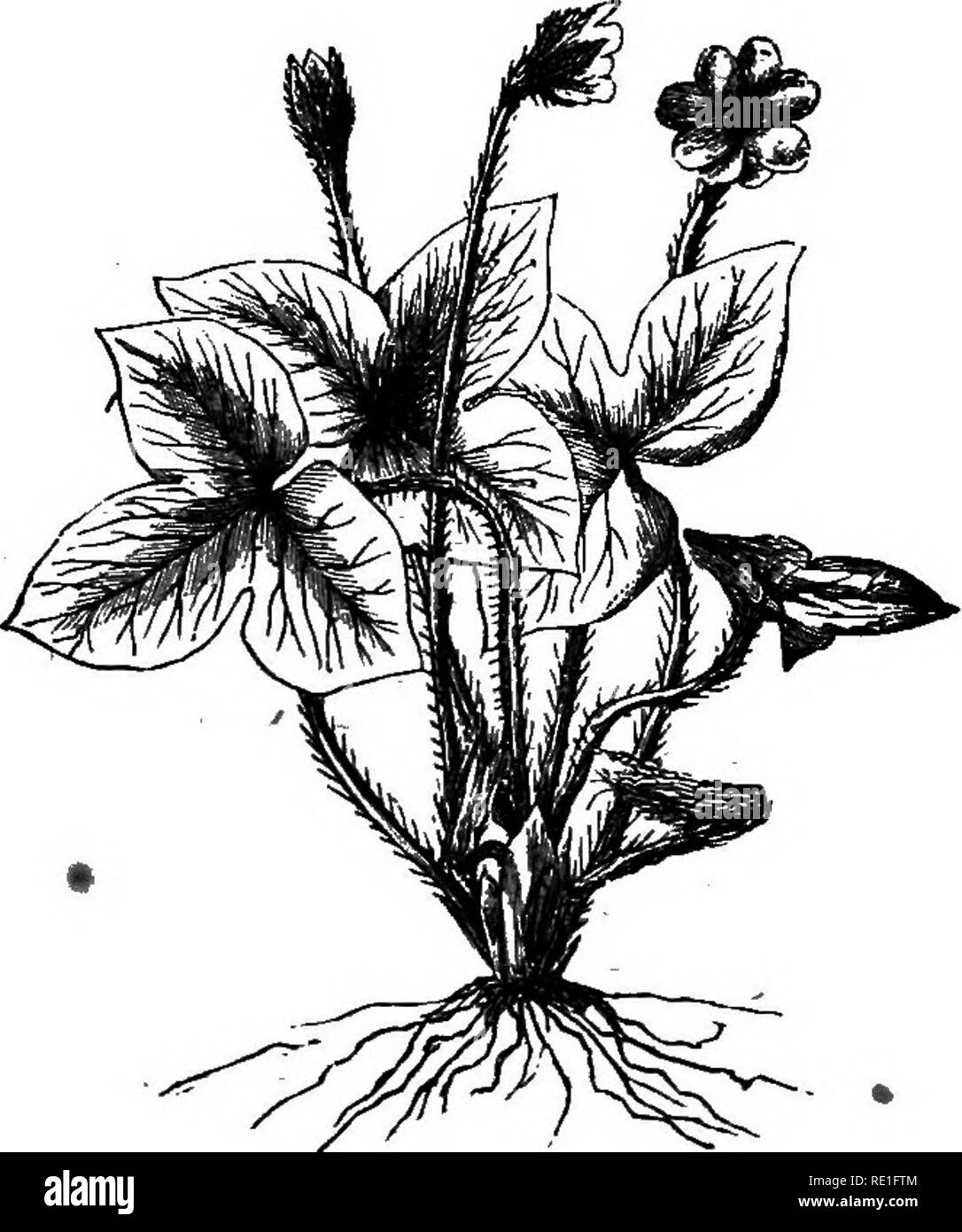 . Gli elementi strutturali di botanica con particolare riferimento allo studio delle piante canadese ... La fisiologia vegetale; Impianto di anatomia. 14 elementi strutturali di botanica. CHAPTEK III. Esame di HEPATICA E MARSH-Calendula-RESEM- BLANCES tra loro fiori e quella di ranuncolo. 18. Hepatica. Tou può procurarsi campioni di Hepatica quasi ovunque in ricchi boschi a secco, ma non troverete in fiore tranne che in primavera ed estate. È molto opportuno che lei dovrebbe avere la. Fig. 19. ^ impianto stesso, ma per coloro che non sono in grado di ottenere provini, disegni incisioni possono servire come un s Foto Stock