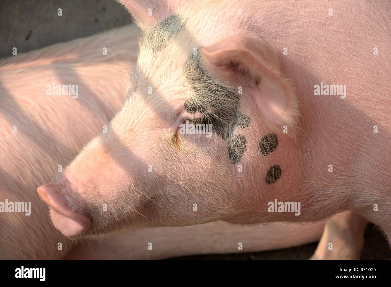 Un colore bianco addomesticato piggy, piglet ( Sus scrofa domesticus ), bianco grande suino Yorkshire in un piggery, messa a fuoco selettiva e la sfocatura sullo sfondo Foto Stock