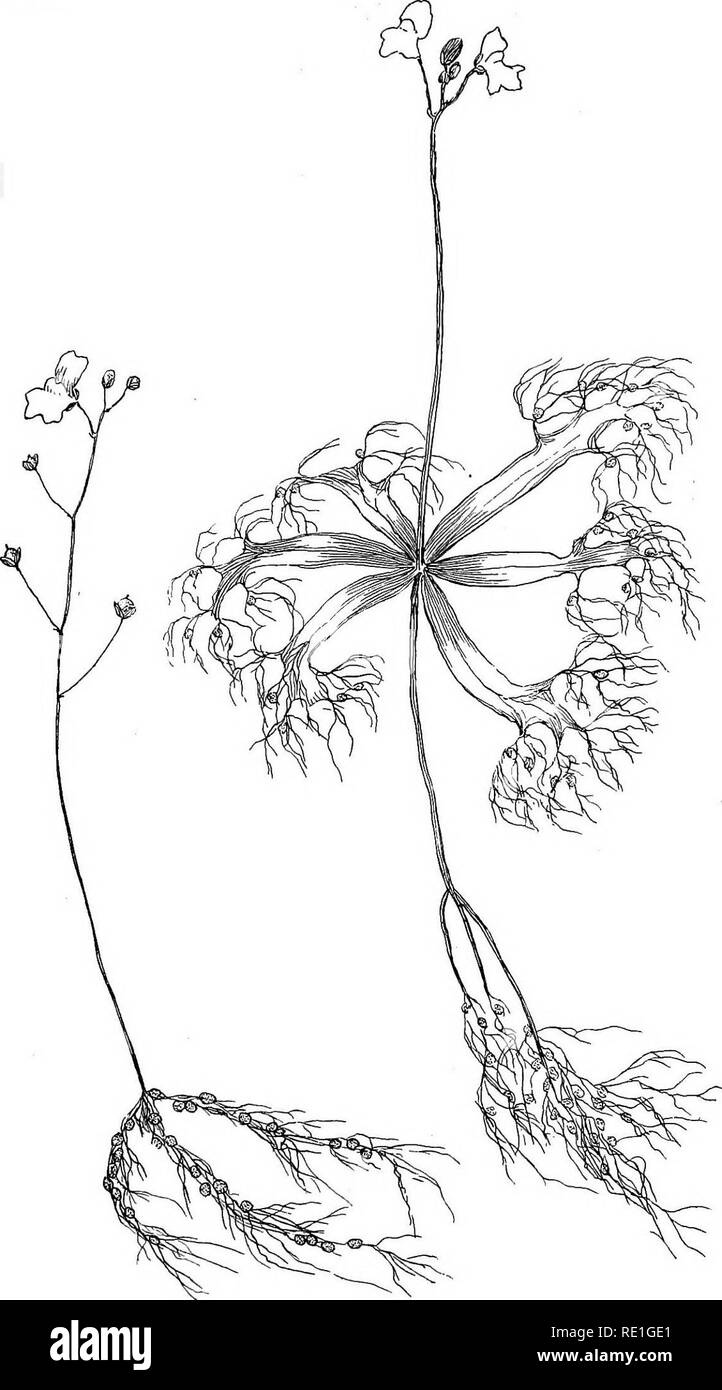 . Le piante del Sud del New Jersey con particolare riferimento alla flora del pine barrens e la distribuzione geografica della specie. La botanica. N. J. piante. Piastra CXIV.. Disegno di H. E. pietra. BUADDERWORTS. 1. Utricularia fibrosa. 2. U. inflata.. Si prega di notare che queste immagini vengono estratte dalla pagina sottoposta a scansione di immagini che possono essere state migliorate digitalmente per la leggibilità - Colorazione e aspetto di queste illustrazioni potrebbero non perfettamente assomigliano al lavoro originale. La pietra, Witmer, 1866-1939. Trenton, N. J. Foto Stock
