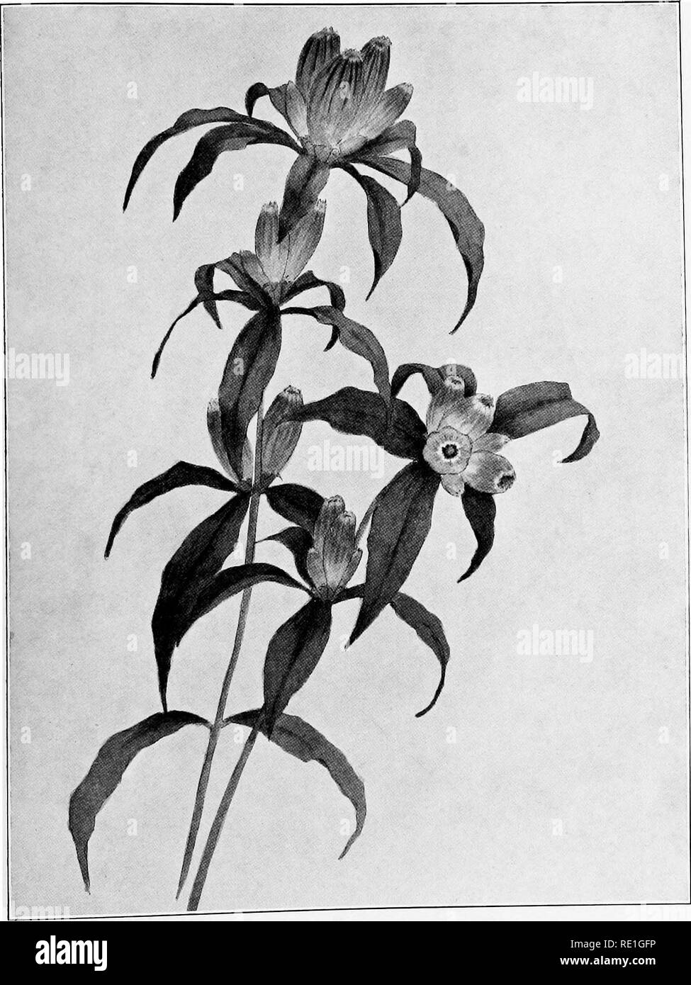 . Le piante del Sud del New Jersey con particolare riferimento alla flora del pine barrens e la distribuzione geografica della specie. La botanica. N. J. piante. Piastra CV.. Dalla pittura da H. E. pietra. Chiuso la genziana. Gentiana andrewsii.. Si prega di notare che queste immagini vengono estratte dalla pagina sottoposta a scansione di immagini che possono essere state migliorate digitalmente per la leggibilità - Colorazione e aspetto di queste illustrazioni potrebbero non perfettamente assomigliano al lavoro originale. La pietra, Witmer, 1866-1939. Trenton, N. J. Foto Stock