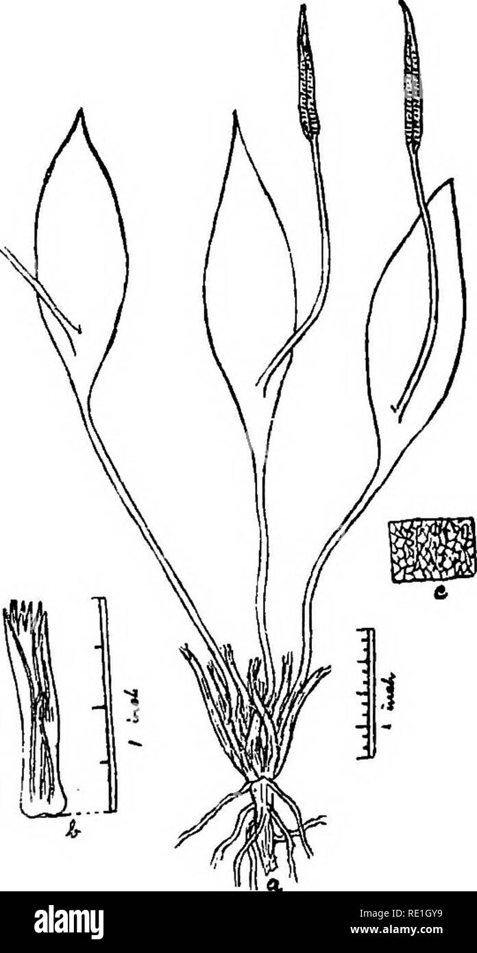 . Le felci di Bombay. Felci. 201 Texture sottile. Venatura reticolare ma senza alcun evidente metà'vein o principali vene. Fertile spike ^-i pollice lungo su un piede snello-levetta 2 pollici di lunghezza.. Fig. 43.-(a) Ophioglossum aitchisoni d'Alm. (6) Guaina. (C) porzione di divisione sterile che mostra venatura. Distribuzione : Bombay Presidenza Nord Kanara, Karwar in piogge, Castle Rock; Khandala.. Si prega di notare che queste immagini vengono estratte dalla pagina sottoposta a scansione di immagini che possono essere state migliorate digitalmente per la leggibilità - Colorazione e aspetto di queste illustrazioni potrebbero non perfettamente assomigliano al lavoro originale Foto Stock