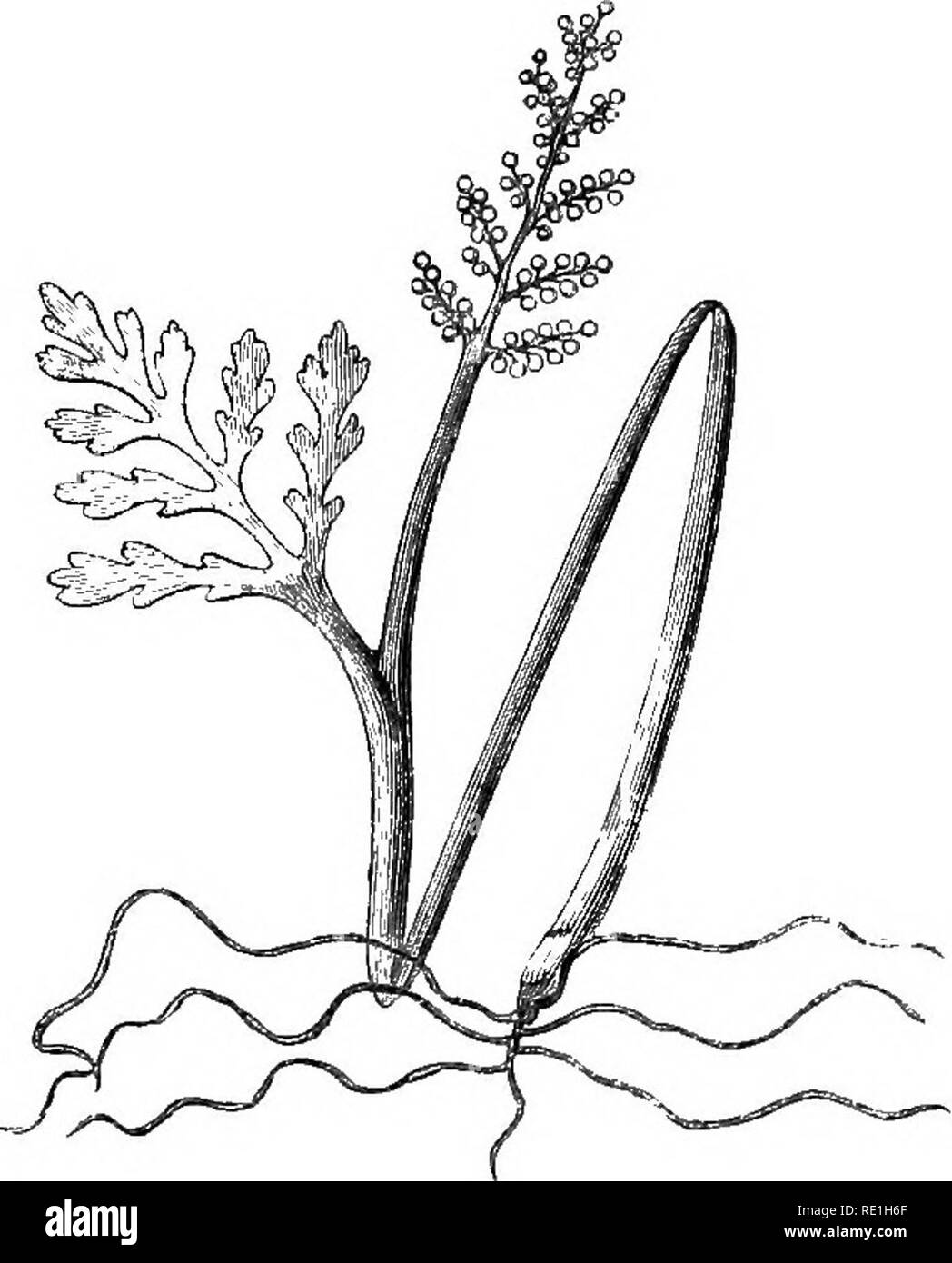 . Una storia britannica di felci. Felci. 333-EUE LASCIAVA MOONWORT. Eoots grandi, succulenti, non ramificato, che si estende orizzontalmente dalla radice-come caudex tra i radicles di erbe che, nei campioni tedeschi che ho ricevuto, attraverso la gentilezza del Professor Braun e il dottor Casparj', aderire ad esse in grandi numeri. Piccioli ramificato in prossimità del suo vertice: il bar- ren ramo poco stipitate, deltoide pinnate o pinnatipartite : il pinnse lineare, pinnatifid, e avente un distinto midvein, o asse mediano della crescita ; ultimate divisioni bifido o trifid.. Botryoliium rutaceum, [naturale si-e). Ricerca Foto Stock