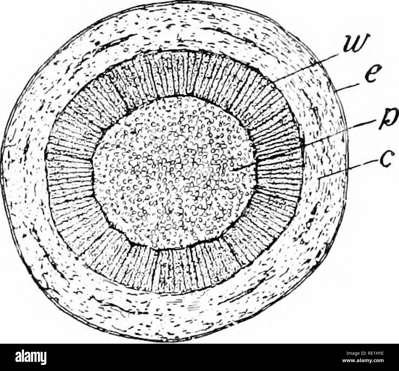. Impianto studi; un elementare botanica. La botanica. 378 Studi vegetali. r/'io. 334. La sezione attraverso una giovane ramoscello della casella sambuco, che mostra le quattro regioni a stelo: e, epidermide, rappresentato dalla pesante linea di delimitazione; c, la corteccia; w, vascolare cil- inder; p, il pith.-Prom "Impianto di relazioni." eter di fusti di legno (Fig. 335, w), e di un possibile aumento del sistema di diramazione e fogliame dis- svolgere ogni anno. (3) vene foglia forma- zione di un sistema aperto (Fig. 333, figura a destra). La rete di piccoli veinlets tra grandi vene è di solito molto evidente, soprattutto sulla superficie della foglia, suggesti Foto Stock