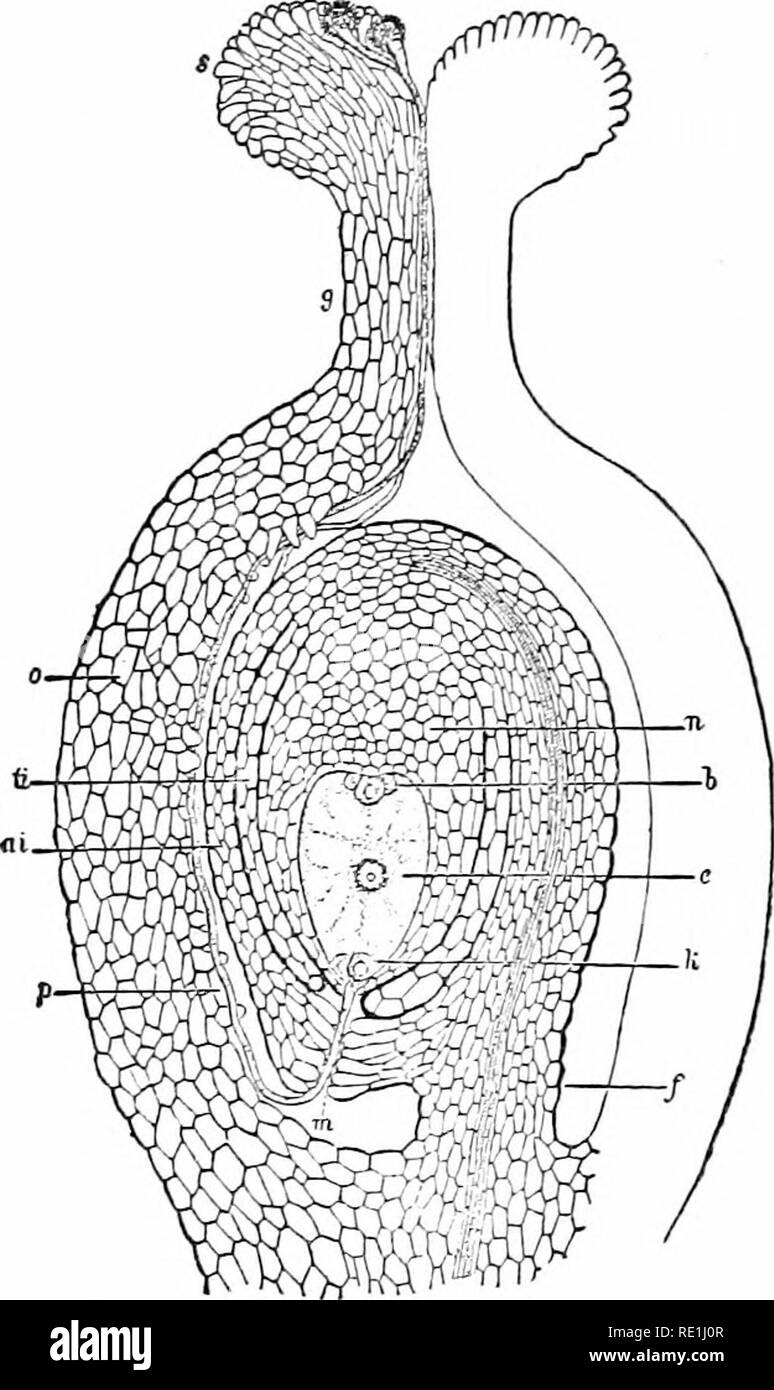 . Impianto studi; un elementare botanica. La botanica. SPEKMATOPHYTES : ANGIOSPEEMS 361 semplice essendo sviluppato interamente all'interno di spore che li producono. Il gametofito maschile è rappresentato da poche cellule che appaiono all'interno del granello di polline, due dei quali sono di sesso maschile di cellule. Quando si verifica l'impollinazione e il polline è stato trasferito dal polline-sac per lo stigma è de- tained di minuto in minuto papilla? Di the stig- matic superficie, quale excretes anche un dolce- ish fluido appiccicoso. Questo fluido è un nutriente soluzione per il micro- spore, che iniziano a mettere i loro tubi. Un polline penetra tubo Foto Stock