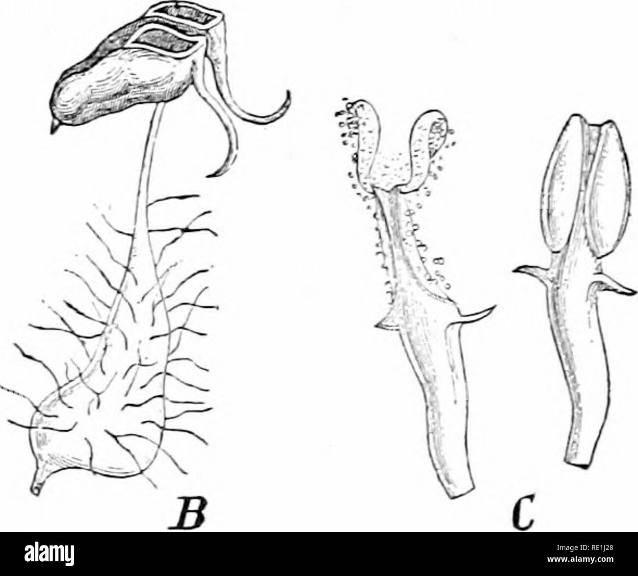 . Impianto studi; un elementare botanica. La botanica. SPERMATOPHYTES : ANG10SPERMI 361 se un giovane antera essere sezionata trasversalmente quattro sporan- gia sarà trovata incastrata sotto l'epidermide, una coppia su ciascun lato dell'asse (Figg. 320, 321). Quando essi raggiungono la maturità, la sporangia accoppiati su ciascun lato di solito si fondono per- gether, formando due spora-cavità di contenimento (Fig. 321, B). Questi sono generalmente chiamati " il polline-sac," e ogni antera è detto sono costituiti da due polline-sac, sebbene ciascun sac è composta di due fusi sporangia, e non è l'equivalente del polline-sac in gimnosperme, WH Foto Stock