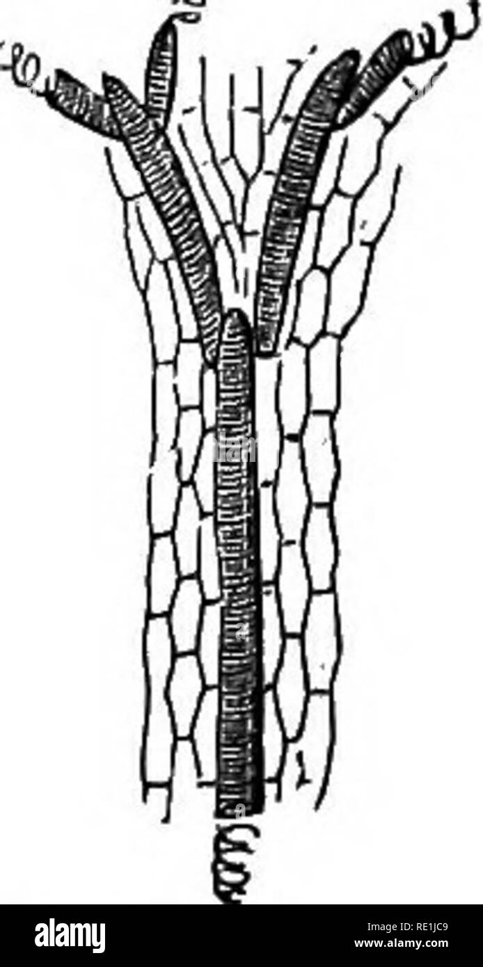 . Un manuale di botanica. La botanica. 318 Manuale di botanica addensato nello stesso modo di quelli laterali (fig. 683). Le singole celle sono poi noti come trache'IDS. Tracheids si verificano in altre forme rispetto a come le celle di una colonna ; così essi costituiscono un modo un po' parenchimatosi-cercando di tessuto nella guaina delle radici aeree di alcune orchidee. Essi sono sempre lignifled e solitamente snocciolate. Non vi è molto netta distinzione tra una fibra e un tracheid quando quest'ultimo non appare come un segmento di un vaso. In tal modo la peculiare fibre con bordered box, che si verificano in legno secondario del Coni- f Foto Stock