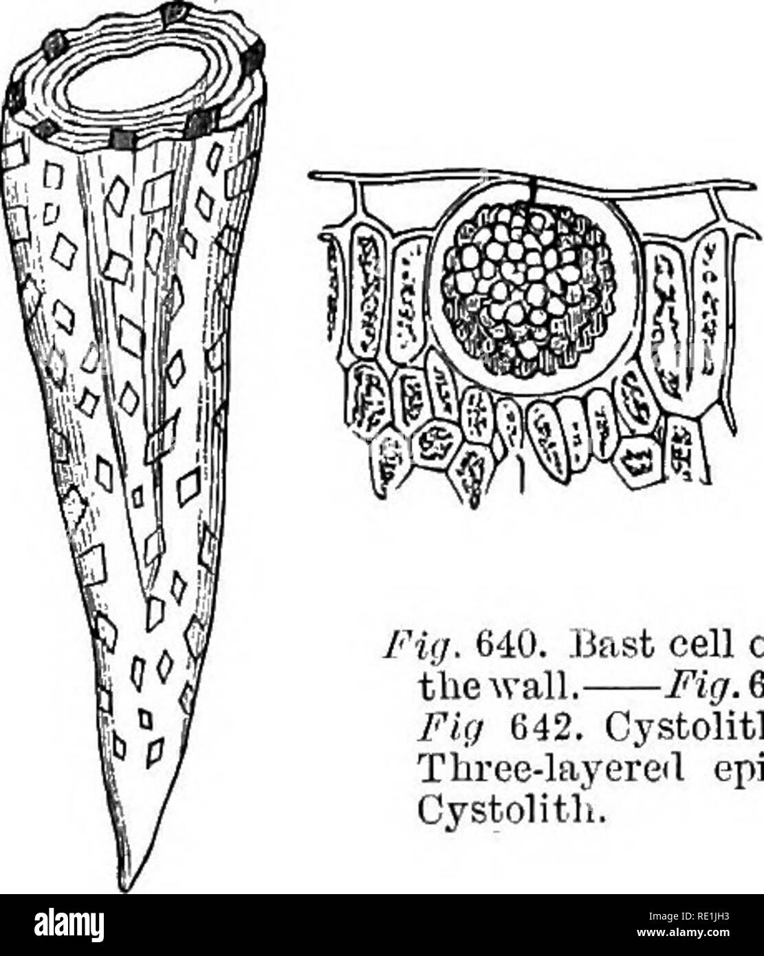 . Un manuale di botanica. La botanica. 292 MANUAL OP botanica il materiale di cui la parete cellulare è originariamente composto è una miscela di cellulosa con vari organismi pectiche. Il re- azioni con le quali cellulosa può essere riconosciuti sono- 1. È insolubile in acqua e acidi deboli o alcali, alcool, etere, benzolo o altro liquido aromatico, ma si dissolve in ammo- niacal soluzione di ossido di rame (Schweizer del reagente). 2. Esso è permeabile ad acqua, estensibile ed elastico. 3. Esso si gonfia e si dissolve lentamente quando trattati con acido solforico forte. 4. Esso macchie viola quando trattati con acido solforico e iodio, Foto Stock