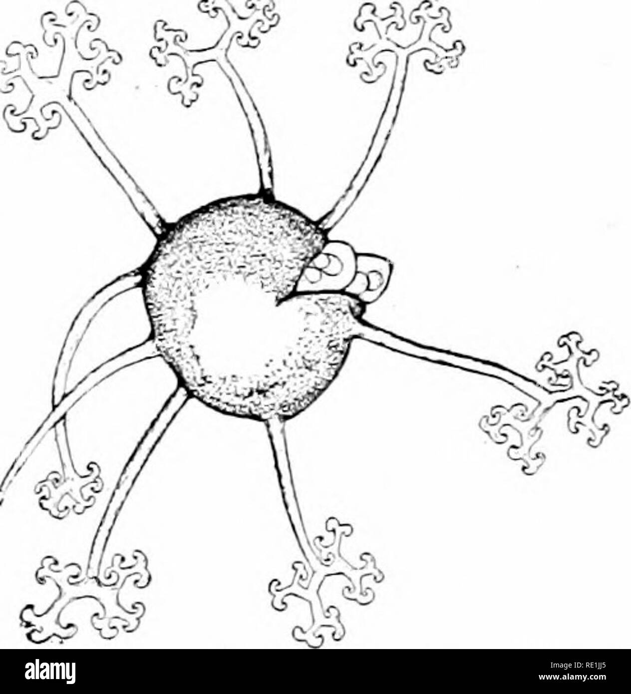 . Impianto studi; un elementare botanica. La botanica. THALLOPHYTES: Funghi 275. una piccola sfera che ha suggerito il nome Microsplmra (Fig. 241). La parete pesante degli orsi ascocarp beauti- ful la ramificazione capelli-come appendici (Fig. 242). Scoppia la parete di questo frutto di spore più molto delicato, vescica-come ZSC vengono estrusi, e attraverso la parete trasparente di ogni sac ci può essere visto più spore (Fig. 242). Il ascocarp, vi- ribalta, è un caso di spore, proprio come è il cystocarp dell'Eed Algaj (§ 174). Il delicato sacs all'interno di sono i asci, una parola che significa " sacs," e ciascuna è di aschi e Foto Stock