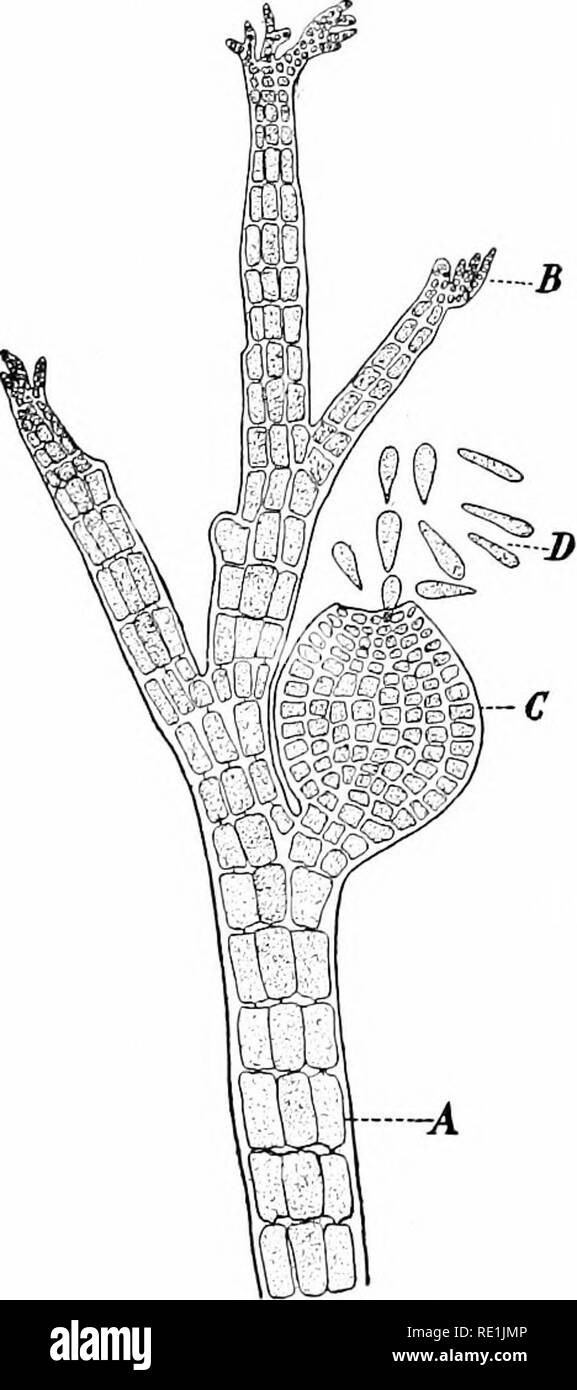 . Impianto studi; un elementare botanica. La botanica. 260 Impianto studi li tinguish dal ciliate spermi, o spermatozoids, che hanno il potere di locomozione, questi fermi i gameti maschili dell'Eed alghe sono di solito chiamato spermatid, (singolare, spermatium) (Pig- 228, A, s). Il oogonium è molto pe- culiar, essendo differenziata in due regioni, una base a bulbo e un capello-come processo {tricliogyne), tutta la struc- ture che assomiglia a un pallone con un lungo collo stretto, ad eccezione di quelle che essa è chiusa (Fig. 228, A, o, t). Entro la parte a bulbo La fecondazione avviene di solito ; un spermatium annette Foto Stock