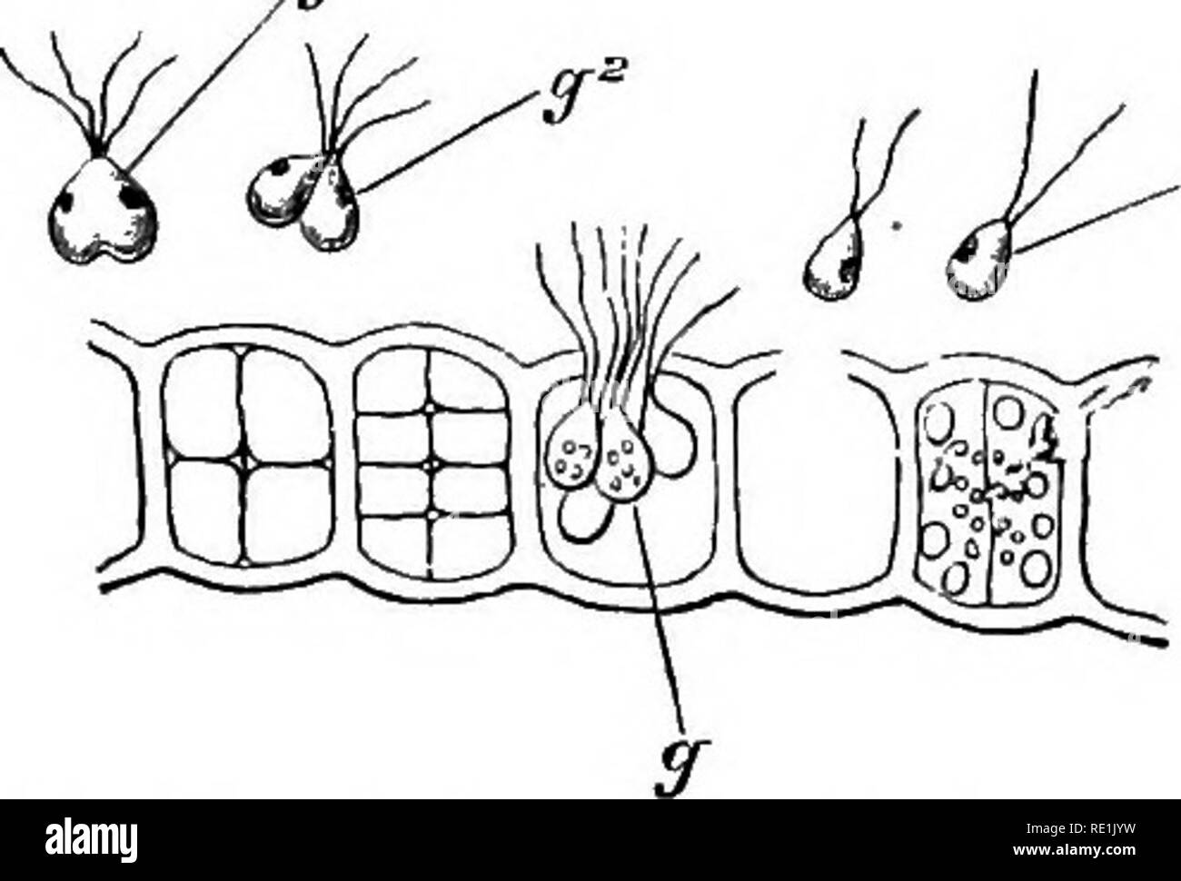 . Un manuale di botanica. La botanica. 224 Manuale di botanica quelle che più presto perdono la loro motilità, femmina. Piante con tali gameti sono chiamati heterogamous. In più piccoli funghi, come Mucoi; abbiamo gameti pro- duced in rami speciali del micelio {fig. 487). Queste sono cellule indifferenziate Fig. -ISS. masse del protoplasma y^ che non vengono mai liberati, ma coalesce in conseguenza della fusione delle celle in cui sono formate. In piante che sono più elevati in scala rispetto a quelle menzionate troviamo due tipi di gameti distintamente re- cognisable, che sono veramente maschio e femmina. Come le abitudini di l Foto Stock