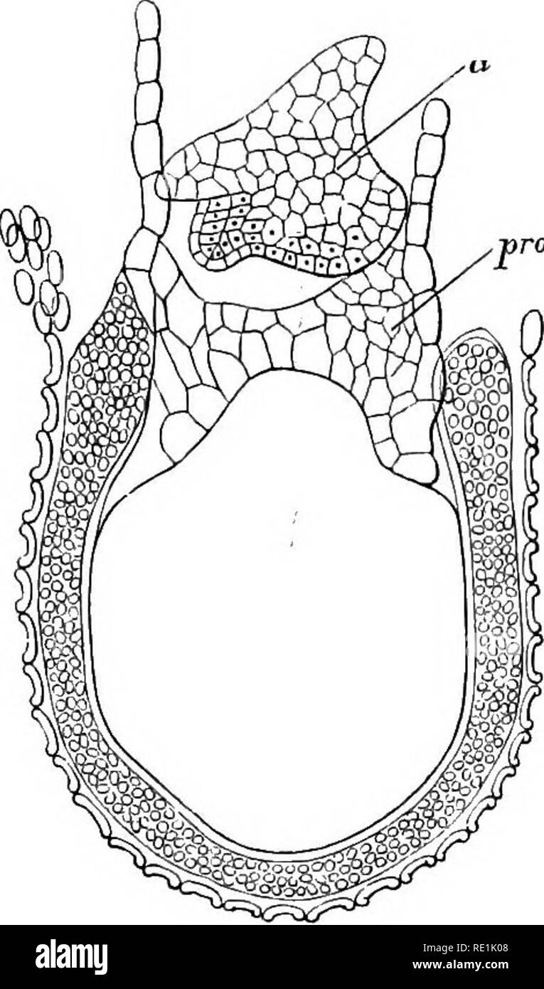 . Un manuale di botanica. La botanica. Morfologia degli organi riproduttivi 221 Fig. 481. antheridium costituito da una parete incomplete e due celle interne, ciascuna delle quali dà luogo a due antherozoids o i gameti maschili; in le fanerogame anche questa differenziazione dis- viene visualizzato. In Marsilea e Selaginella, la microspora dà luogo ad una piccola e un po' ovale organismo multicellulare che pro- duces antherozoids nel suo interno le cellule. Il gametofito fenaale mostra anche una graduale degenerazione. In Salvinia il burst di megaspore al suo apice (fig. 481), e l'prothallium è sviluppato come un curiosamente verde a forma di bo Foto Stock