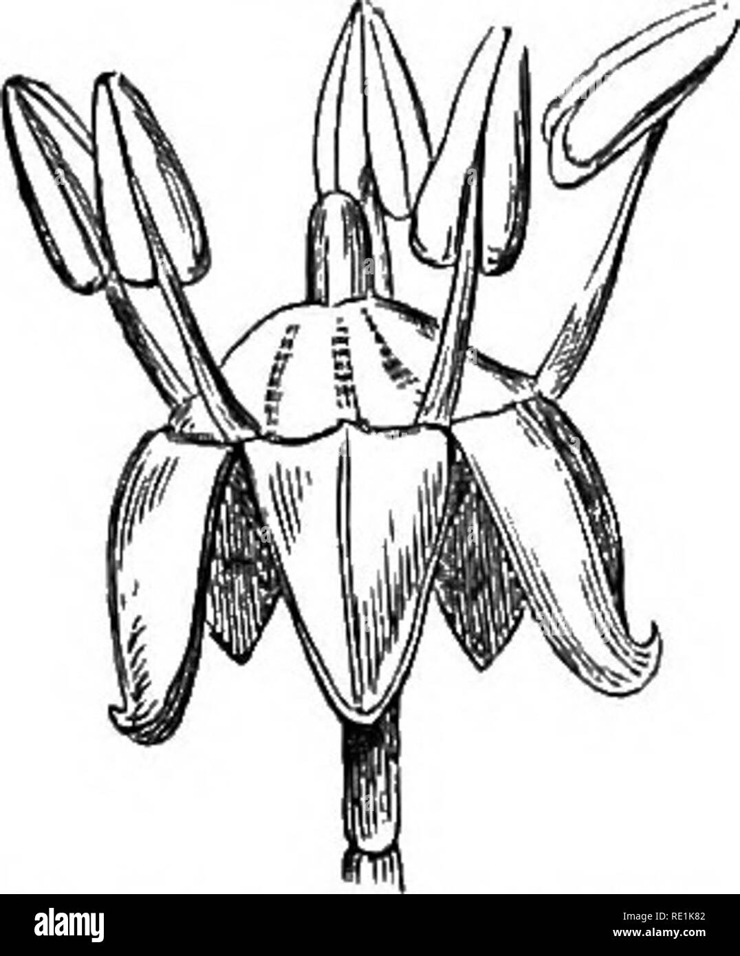 . Un manuale di botanica. La botanica. DICOTYLEDONES-CALYCIFLOR^ 359 di distribuzione e i numeri.âChiefly nativi delle parti settentrionali di Europa, Asia e America. Molti si verificano, tuttavia, nell'emisfero meridionale. Essi sono rari nelle regioni tropicali salvo su raoun- ^i&LT;*- mS- tains vifhere, essi non sono in alcun modo onu- comune. Ci sono circa 1.400 specie. Proprietà ed Impieghi.âExtremely variabile: così, alcune sono commestibili; altri aromatici e carminative, e in alcuni casi, stimolante e tonico, dalla presenza di un olio volatile; alcuni, nuovamente, contengono un narcotico-aorid succo, che li rende più o Foto Stock