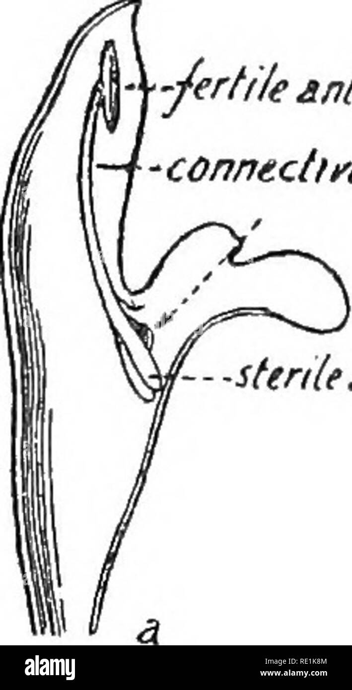 . South African botanica. La botanica. 116 South African botanica è solo di essere ricettivo. Essi riceveranno il polline da qualsiasi insetto che ha visitato in precedenza un giovane del fiore. Infine, in molti casi, le stigmate curl round a toccare ^-fertili antera hbe {-connediee.. antera sterile hies maiale. 65.-Salvia fiore.. Si prega di notare che queste immagini vengono estratte dalla pagina sottoposta a scansione di immagini che possono essere state migliorate digitalmente per la leggibilità - Colorazione e aspetto di queste illustrazioni potrebbero non perfettamente assomigliano al lavoro originale. Piani e Francesco W; Wright, K. Londra, New York, Longmans, verde Foto Stock