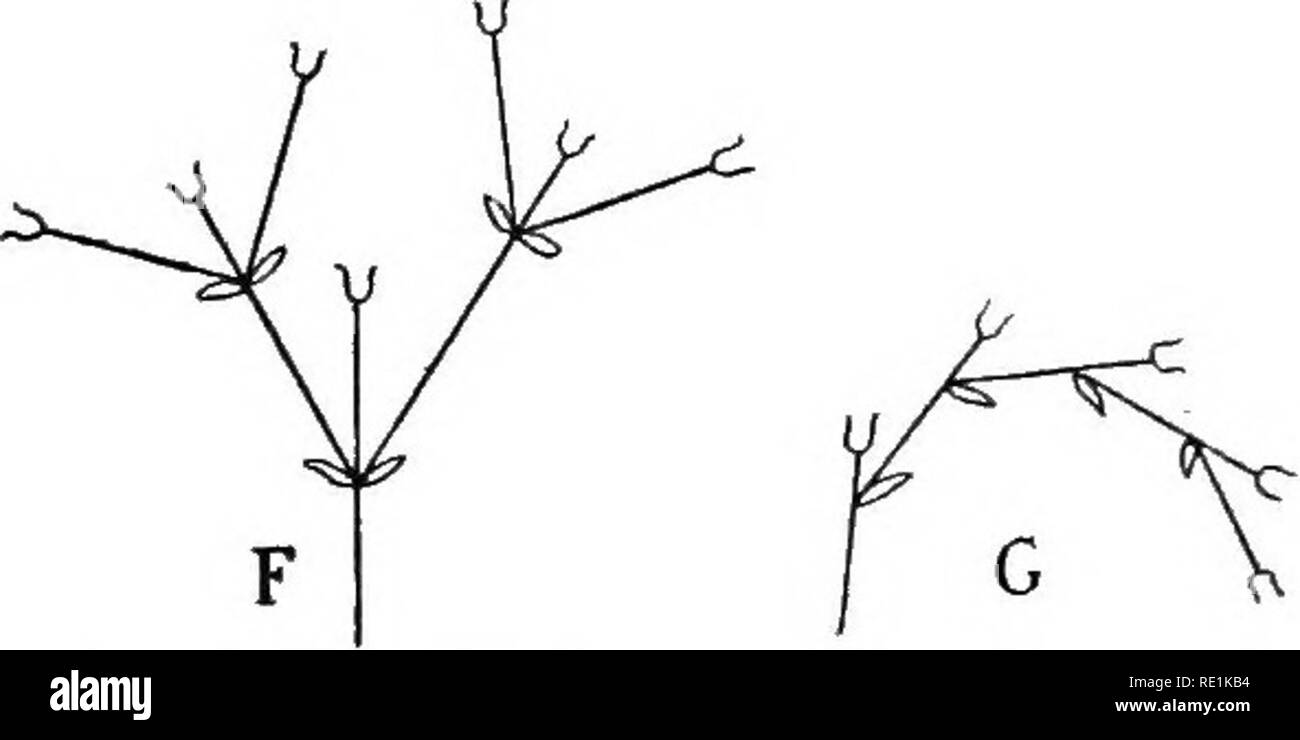 . South African botanica. La botanica. Il fiore e infiorescenza 91 di vortici successive ; una linea orizzontale al di sopra del num- ber di carpels significa che l'ovaio è inferiore, una linea sotto, che è superiore. 59. L'INFIORESCENZA.-In angiosperme i fiori di solito sono sostenuti in cluster sul ramo di speciali sistemi che sono denominati Inflobbscencbs. Ciascun asse fiorale - / V. A. racemo. Maiale. 53.^diagrammi delle infiorescenze. Da A a E. Racemose. F, G. Gymose. B. Spike. C. ombrella. D. Capitulum. F. Dichasium. G. elicoide Cyme. E. Corymb. nasce nel axil di una foglia che in questo caso è chiamato un Bract. Lascia b Foto Stock