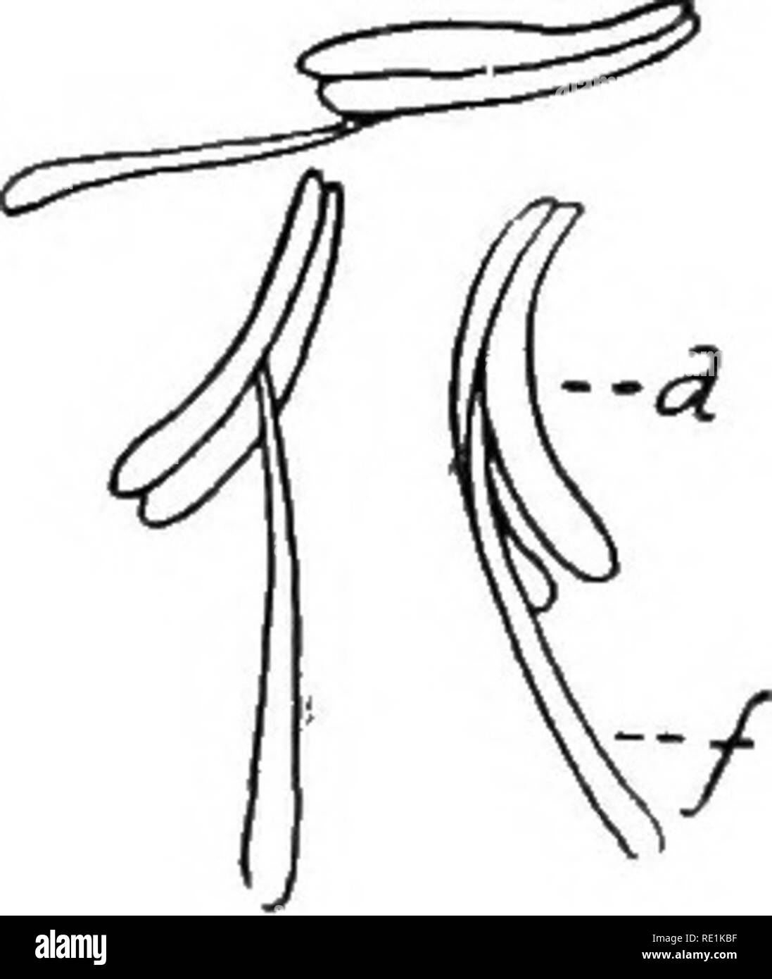 . South African botanica. La botanica. Il fiore e infiorescenza 85 il polline sacs faccia il carpels il stami sono detti essere Introesb, se affrontano la cade Extboese. Quando sono maturi i lobi delle antere dehisce liberando il poUen. Il setto tra le due sacche di polline di solito si rompe in basso in modo che il contenuto di entrambi i sacchi sono liberati mediante la stessa divisione nel lobo. La deiscenza è causata dalla contrazione delle cellule dell'interno dei due strati costituenti le pareti dei loculi. Questo strato è chiamato Bndothbcium o strato fibroso. La deiscenza può essere longitudinale come in Foto Stock