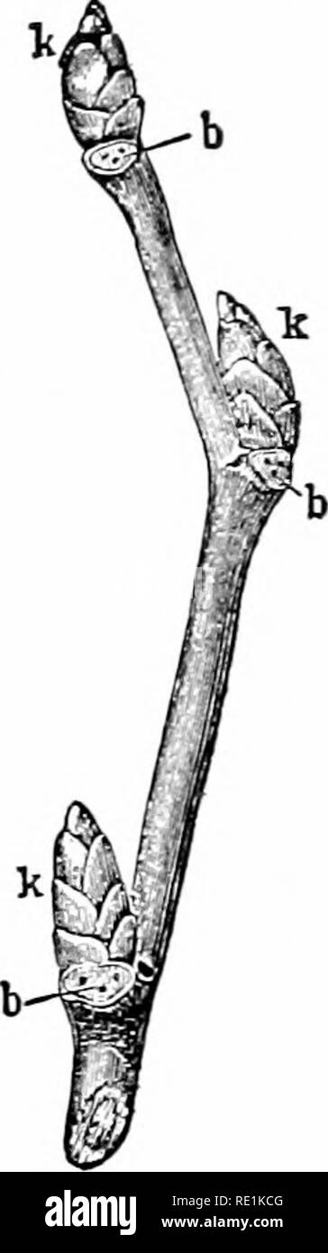 . Impianto studi; un elementare botanica. La botanica. Spara 75 52. Il tipo di portinnesto.-Questo è il prob- abilmente la forma più comune di subter- ranean stelo. Esso è di forma allungata, come sono foli- età steli, e quindi le foglie di scala sono ben separati. È chiaramente utilizzato per la conservazione di prodotti alimentari, ed è anche mirabilmente adattato per la migrazione sotterranea (vedere Fig. 68). Si può fare per la pianta, nel modo di migrazione, cosa prostrati fogliame- steli del cuscinetto, ed è più in posizione protetta. Avanzare al di sotto del suolo, invia una successione di rami alla superficie. Si tratta di un metodo molto efficiente per il '•'s Foto Stock