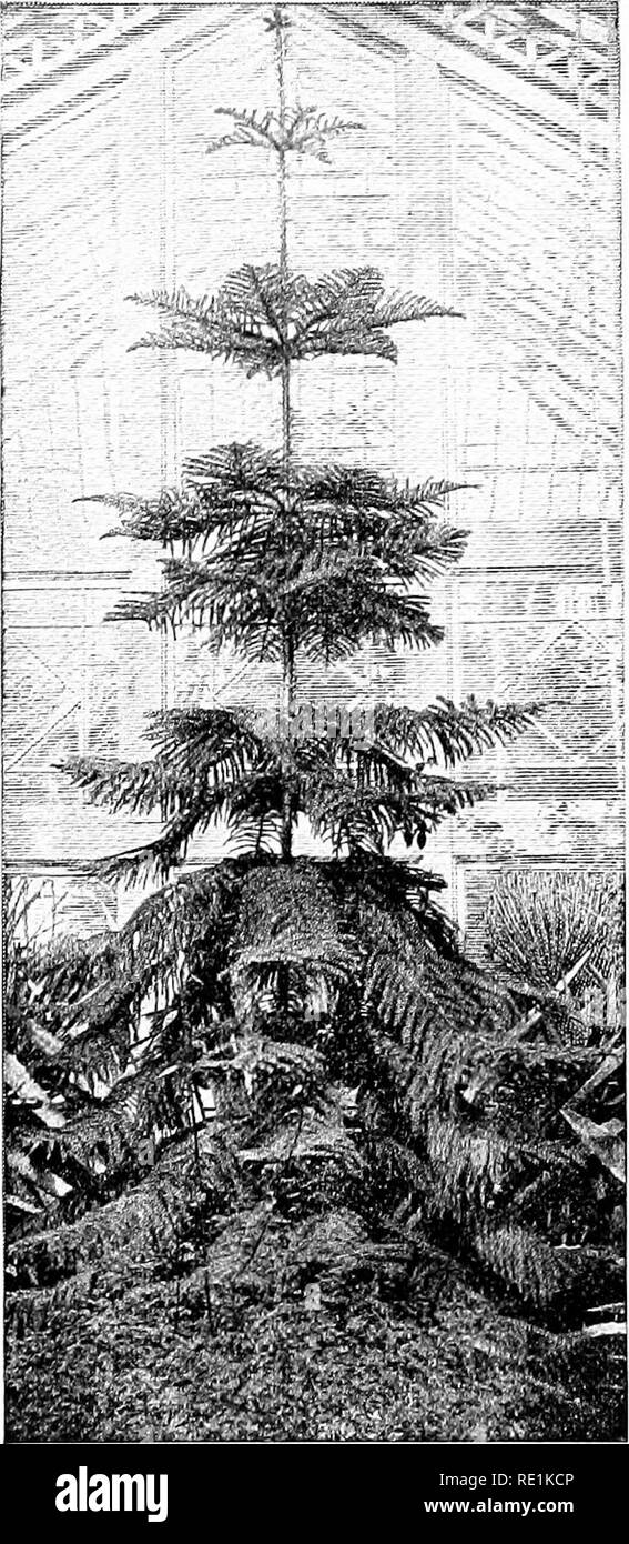 . Impianto studi; un elementare botanica. La botanica. 74 Impianto di studi. Fig. 64. Un pino araucarian, mostrando l'albero centrale e il cluster regolari di rami di diffondere in ogni direzione e del supporto di numerose piccole foglie. La bassa- ermoBt rami si estendono verso il basso e sono il più grande, mentre quelli al di sopra di diventare più orizzontale e più piccoli. Questi dif- ferences nella dimensione e nella direzione dei rami fissare la luce più grande expo- sicuri. Sono di questo carattere; e come principale pur - posa è la conservazione degli alimenti più favorevole posizione è un subter- ranean uno (vedere Fig. 66). A volte tale scala si lascia Foto Stock