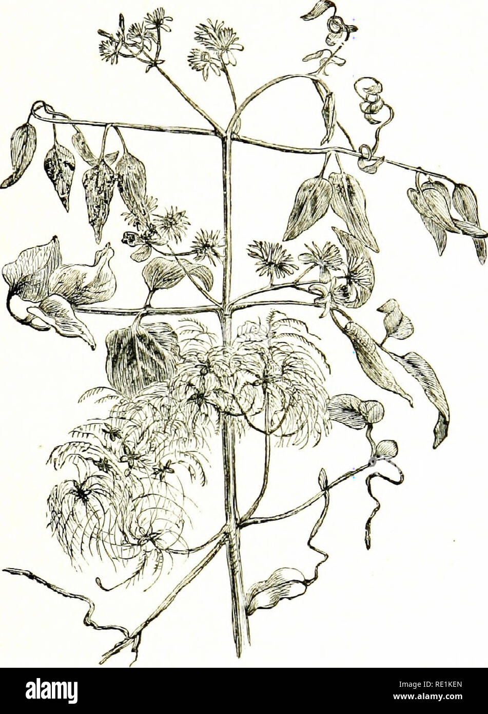 . Fiori di campo. La botanica. Ranuncolo FAIIILV 3 13. AcoNiTUM,-Fhnver nionosymmetric ; sepali 5, petaloid, decidui, quella posteriore liooded ; petali 2^5, 2 tubolare, con lunghi artigli, racchiusi in xoqA ; frutto ol 3-5 follicoli. 14. AcT.EA.-sepali 3-5, petaloid, caducous; petali 4, minuto o assente; frutta a bacche simili, nero, molti-seminate. 15. P^ONiA.-sepali 5, persistente; petali 5-10 ; fruitoi 2- 5 follicoli, I. Clejmatis (Viaggiatore la gioia).-un arbusto con gambo legnosa ; foglie opposte, composto, exstipulate, alcuni di loro da arrampicata. Clematis vitalba {J'razxlUrs Jo^-).* C 2. Si prega di notare che t Foto Stock