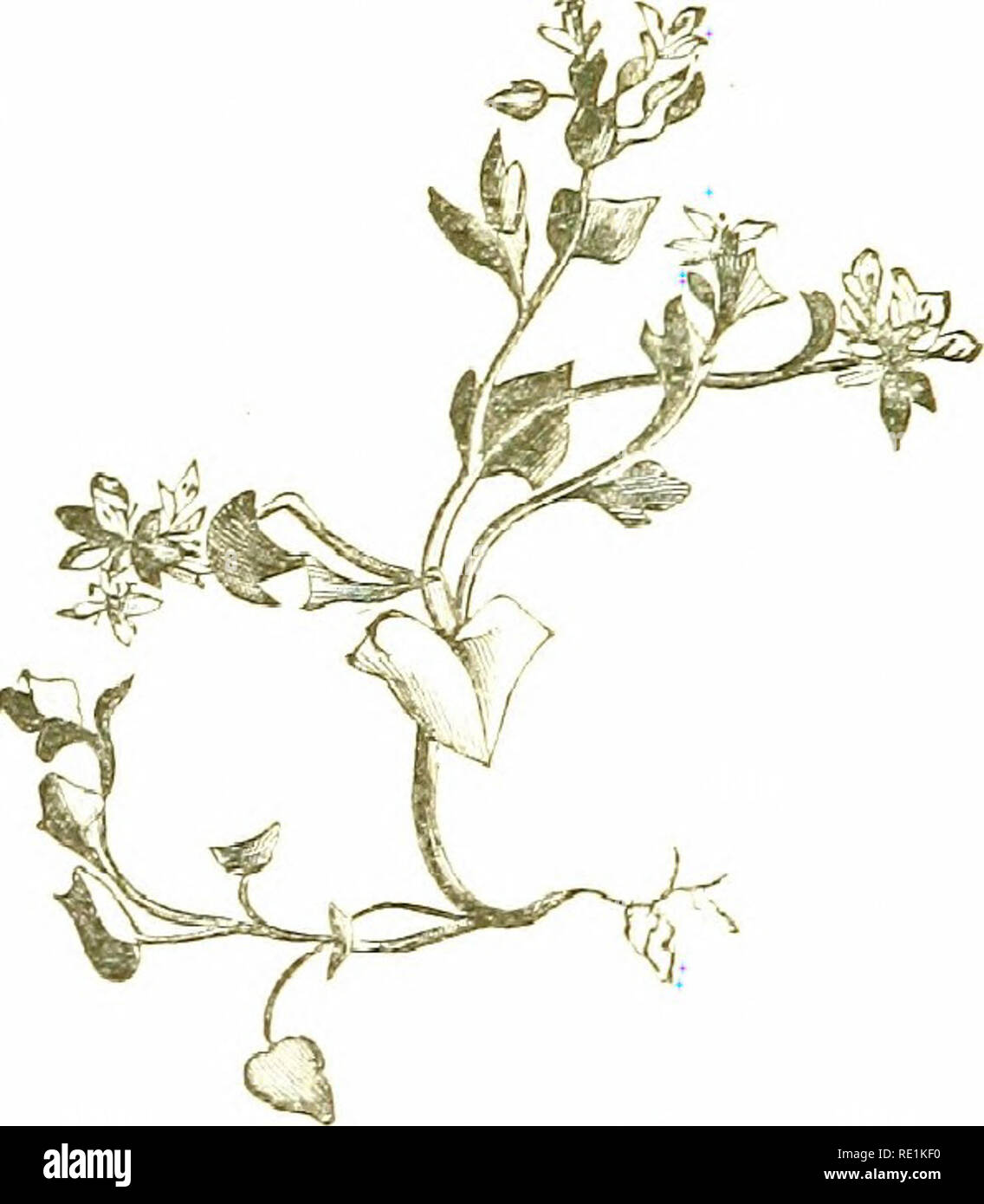 . Fiori di campo. La botanica. Introduzione e one-chambered e contiene tre file laterali di ovuli. Di questi personaggi ci fanno ancora t ,raÂ" al Polypctalx aiiJ, tra di loro per la flora Tiialam;, W'c presto vedere che l'ov.iiy non concordano con quelli describeri. tlie Taljular vista sotto gli ordini i^ j, o per quella materia, 5 o 6 mentre i numerosi stami in una volta ci fanno passare su th-se ultimo t&GT;.vo gli ordini di una faccio pausa a fine 7, R.:seddceai, o famiglia Mignunette. Passando alla descrizione più completa di questo gruppo mi p 59, abbiamo nuovamente trovare ma un genere britannico, R-sc la, contenente t Foto Stock