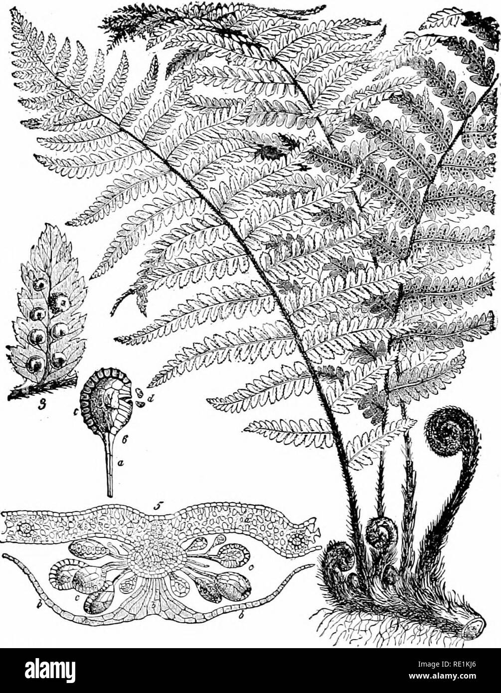 . Impianto studi; un elementare botanica. La botanica. Fig. 45. Una felce (Aspidium), che mostra tre grandi foglie di diramazione proveniente da un hori- orizzontale dello stelo sotterranea (portinnesti) ; crescente foglie sono anche mostrati, che vengono gradualmente lo srotolamento. Lo stelo, giovani foglie e piccioli di foglie larghe sono fittamente ricoperta di peli di protezione. Lo stelo dà luogo a numerose piccole radici dalla sua superficie inferiore. La figura contrassegnato 3 rappresenta la superficie inferiore di una porzione della foglia, che mostra sette gruppi di casi di spore ; a 5 è rappresentata una sezione attraverso uno di questi gruppi, che mostra come i casi di spore Foto Stock