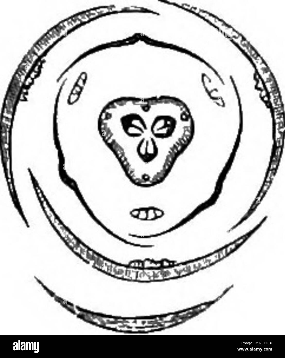 . Un manuale di botanica. La botanica. 196 Manuale di botanica racter.-Balboas o fibroso-piante radicate, senza una qualsiasi antenna stelo, o talvolta con woody. Foglie con venatura parallela, e generalmente lineare-ensiform, talvolta asciutto e duro. Fig. 942. Fig. 943.. Fig. 945.. Si prega di notare che queste immagini vengono estratte dalla pagina sottoposta a scansione di immagini che possono essere state migliorate digitalmente per la leggibilità - Colorazione e aspetto di queste illustrazioni potrebbero non perfettamente assomigliano al lavoro originale. Verde, J. Reynolds (Joseph Reynolds), 1848-1914. Londra, J. &AMP; A. Churchill Foto Stock