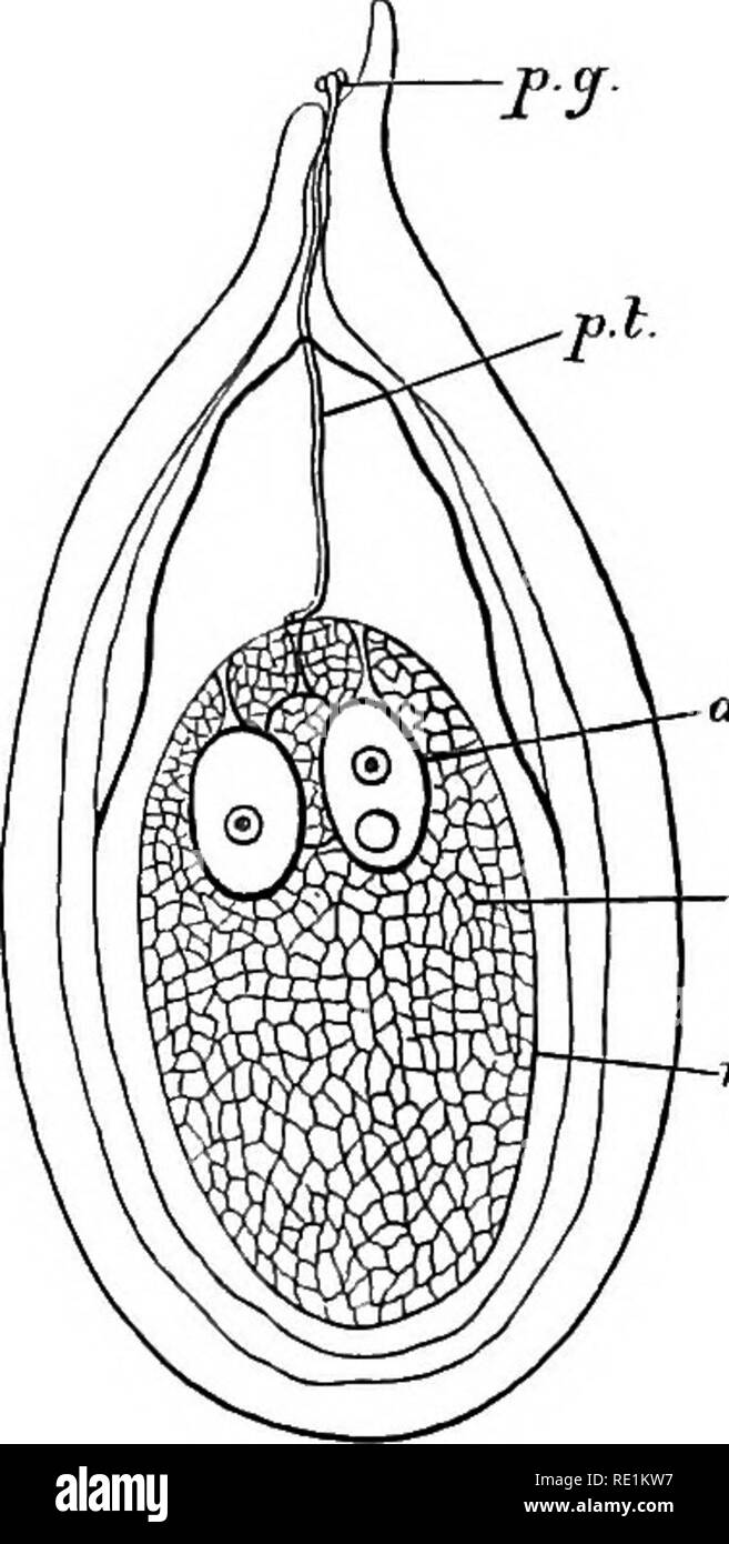 . Un manuale di botanica. La botanica. 176 Manuale di botanica dell'apice del tubo raggiunge il culmine del macrospore, dove il collo di archegonia sono situati. Essa trafigge il cappotto di spore e o entra nel collo di un singolo arche- gonium o si distribuisce su diversi. Un gamete maschile è estruso da la punta nel oosphere oospheres o come può essere il caso, e i nuclei dei due gameti fusibile per formare il nucleo del nuovo zigote. Questa è la disposizione generale in tutto il gruppo ; ma le variazioni sono trovati in alcuni Fig. 928. Forme, particolarmente nell'Gnetacese. Il destino dello zigote dif Foto Stock