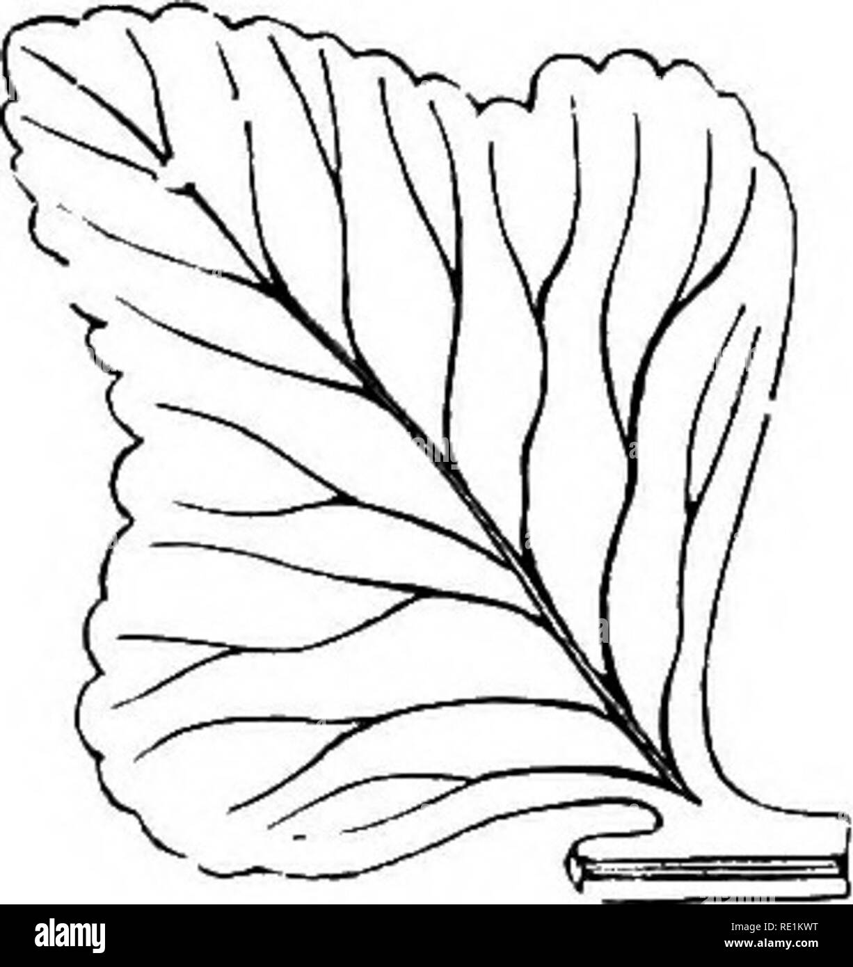 . Un manuale di botanica. La botanica. Fig. 119.. Fig. 116. Foglie che mostra la varietà di venatura parallela di solito chiamato straight-venato ; i margini sono interi. Fig. 117. Straight-venata di varietà di venatura parallela, come si vede nella foglia della ventola Palm {Ghamm- Ttyps). Fig. 118. Ourve venata di varietà di venatura parallela, come si vede in Banana. Fig. 119 venatura a forcella di una foglia Feni; i margini sono crenate. cui sono collegate da piccole vene, come nella morte di ortica {fig. 114) e Lilla. B. irradiate o Palmately vevned.^-'Sil suo nome è applicato ad una foglia che possiede due o più forte vene che Foto Stock