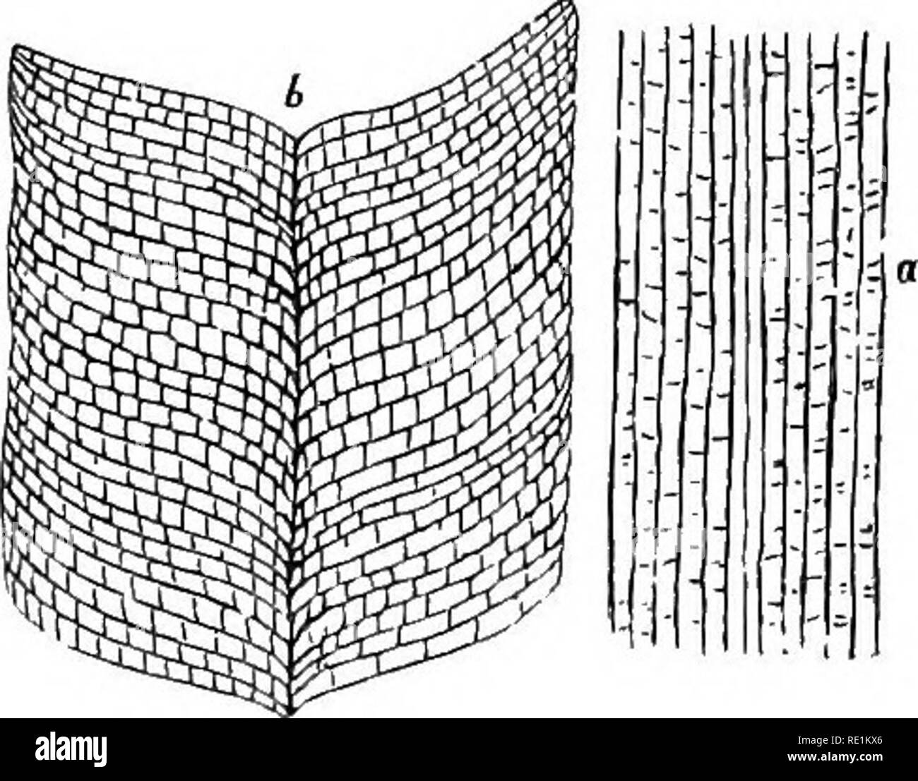 . Un manuale di botanica. La botanica. Fig. 108. Foglia della ciliegia con lamina, picciolo e stipules. La lamina presenta margini dentellate e una grande vena centrale o controfiletto è visto per procedere dal picciolo per bhe apice della foglia e dare l'olio dai suoi lati le altre vene {pinnalely venato). Fig. 109. Foglia nervata di cannella con margini interi. Fig. 110. Foglia di melone con margini dentato. La venatura è detto di essere irradiata o palmately venato. Fig. 111. a. Venatura in parallelo di un'erba ; questa varietà di venatura è comunemente chiamato straight-venato, h. A. Varietà di venatura parallela a volte Foto Stock