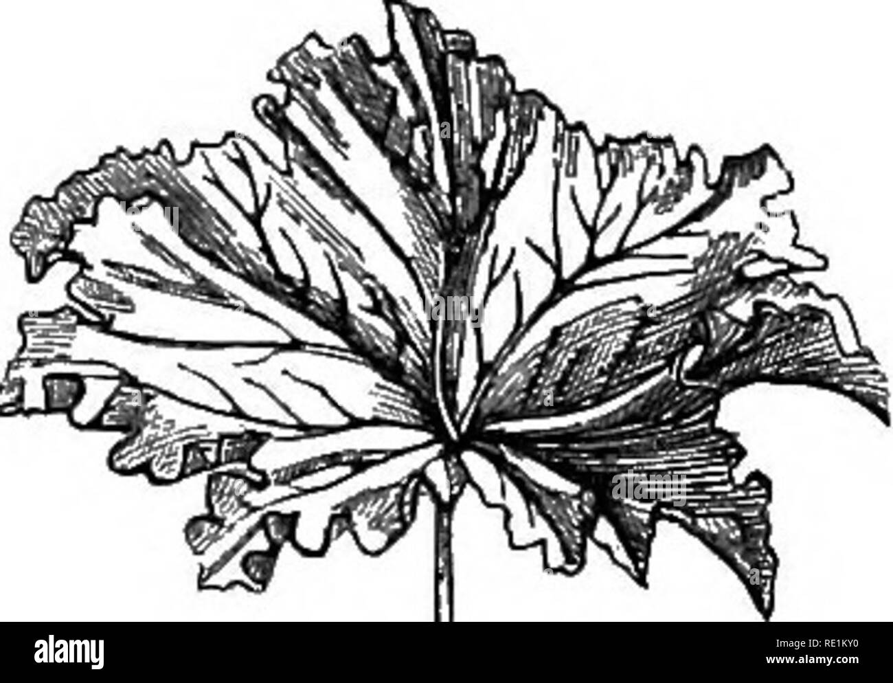 . Un manuale di botanica. La botanica. 62 manuale di botanica unica indicazione di ramificazione che può essere notato è trovato nella disposizione dei fasci vascolari che entrano in ciascun ramo, dando luogo ad un pinnate o venatura palmate, come verrà descritto in Fig. 98. Fig. 99.. Fig. 100. Fig. 101. Fig. 102.. Si prega di notare che queste immagini vengono estratte dalla pagina sottoposta a scansione di immagini che possono essere state migliorate digitalmente per la leggibilità - Colorazione e aspetto di queste illustrazioni potrebbero non perfettamente assomigliano al lavoro originale. Verde, J. Reynolds (Joseph Reynolds), 1848-1914. Londra, J. & A. Churchill Foto Stock