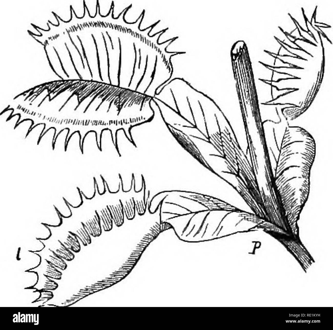 Un manuale di botanica. La botanica. Fig. . Composto di foglia Rohinia pseud-acacia, con stipules spinoso alla sua base. Fig. 90. Modifiecl stipules di Smilax, formando viticci, a costituire una sorta