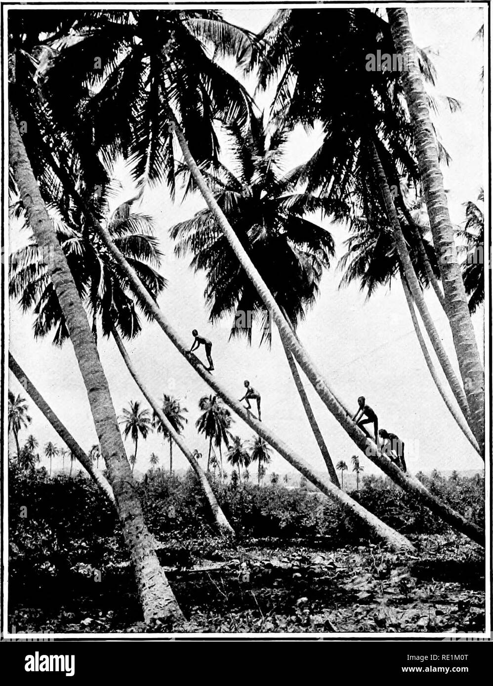. La botanica di all-day, un popolare conto delle recenti scoperte notevoli. La botanica. CoP SUreo:)rii'ht, Underwoo ho iL- / '.] [[.ondott e Xg7o York CocoANUT palme vicino Aquadilla (Porto Rico) la curiosa inclinazione degli alberi è probabilmente l'effetto di tempeste.. Si prega di notare che queste immagini vengono estratte dalla pagina sottoposta a scansione di immagini che possono essere state migliorate digitalmente per la leggibilità - Colorazione e aspetto di queste illustrazioni potrebbero non perfettamente assomigliano al lavoro originale. Elliot, George Francis Scott. Londra, Seeley Foto Stock