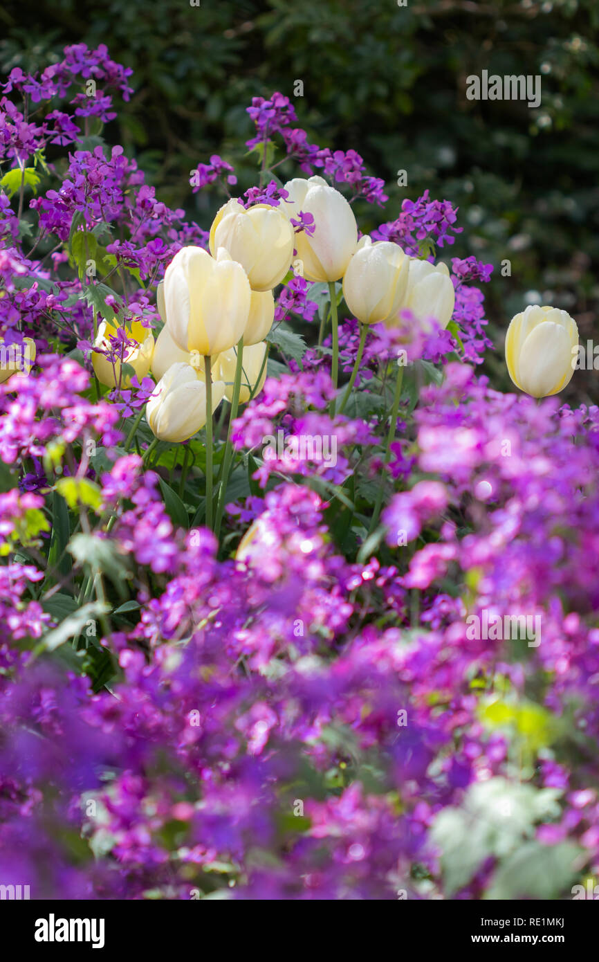 Fiori di Primavera, dotate di tulipani Foto Stock
