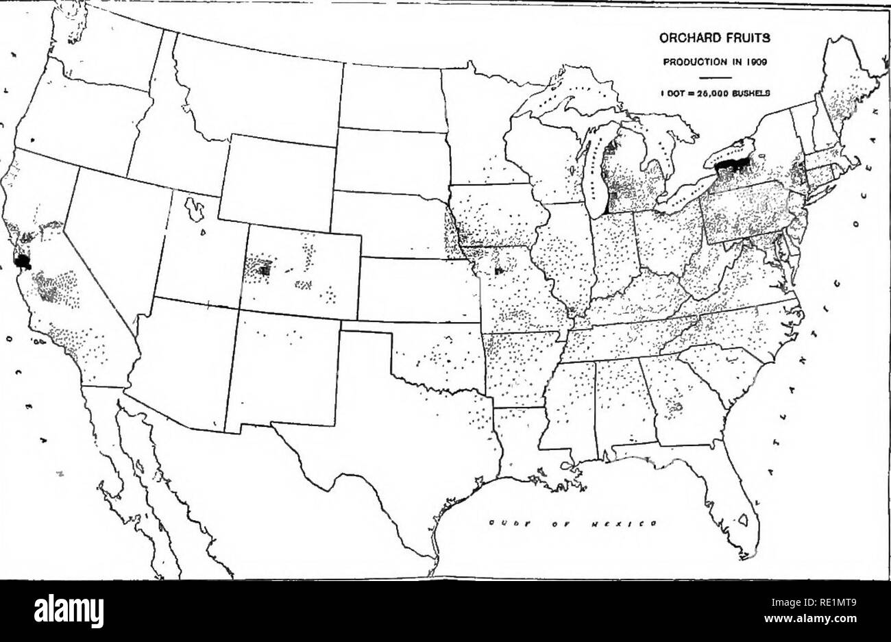 . College botanica; struttura, fisiologia e di economia di piante. La botanica. Piante dicotiledoni 349 Tie peax (P. communis) è un nativo di Europa e veniva usato dagli antichi abitanti. La mela cotogna (P. cydonia) è un nativo di Asia ed era ben noto all' gli antichi greci e Eomans. Entrambi questi frutti sono molto generalmente coltivato in tutto il nord zona temperata. Le varie specie di American biancospini {Crataegus) e .Tune bacche (Amelnnrhicr) appartengono a questo sub-famiglia.. - La Fig. 188.âOrchard produzione. -Ovar SuVFamilyâPrwnece (pesche, susine, ciliegie), superior; pistillo solitaria di frutta; Foto Stock