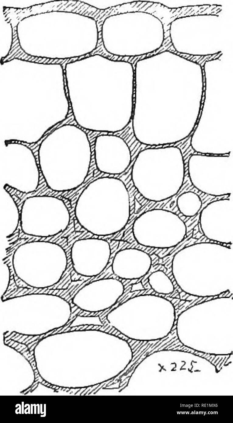 . Gli elementi di botanica abbracciando organography, istologia, fisiologia vegetale, botanica sistematica e botanica economica ... insieme con un glossario completo dei termini di botanica. La botanica. 76 HISTOL00 Y E FISIOLOGIA.. formando una cupola bassa (Figg. 176, 177) ; la parete onnicomprensiva non soddisfa in medio; e questa apertura fornisce l'anello interno, ed il fondo della buca l'esterno (Fig. 177). Crescita simile avviene in corrispondenti lati della parete, e la paratia sottile si rompe presto lontano (Fig. 178), consentendo la libera comunicazione tra le celle. Un altro metodo di ispessimento dà luogo a Foto Stock