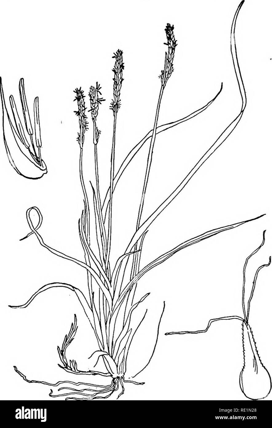 . College botanica; struttura, fisiologia e di economia di piante. La botanica. 324 COLLEGE botanica ci sono un gran numero di altre erbe, molti dei quali sono di grande valore agricolo. Tra i più importanti sono timothy Thleum praiense), l'erba mazzolina (Dactylis glomerata) e. Fig. 164.-Cyperacese il blue grass {Poa pratensis). Ci sono anche molte erbe che sono grandi seccature per l'agricoltore e possono essere classificati come erbacce (Fig. 163). Cypeeaceje (Sedge famiglia).--erbe che sono erba-simili o rush-simili nel carattere; gambi di solito solido; foglie tre-. Si prega di notare che queste immagini vengono estratti Foto Stock