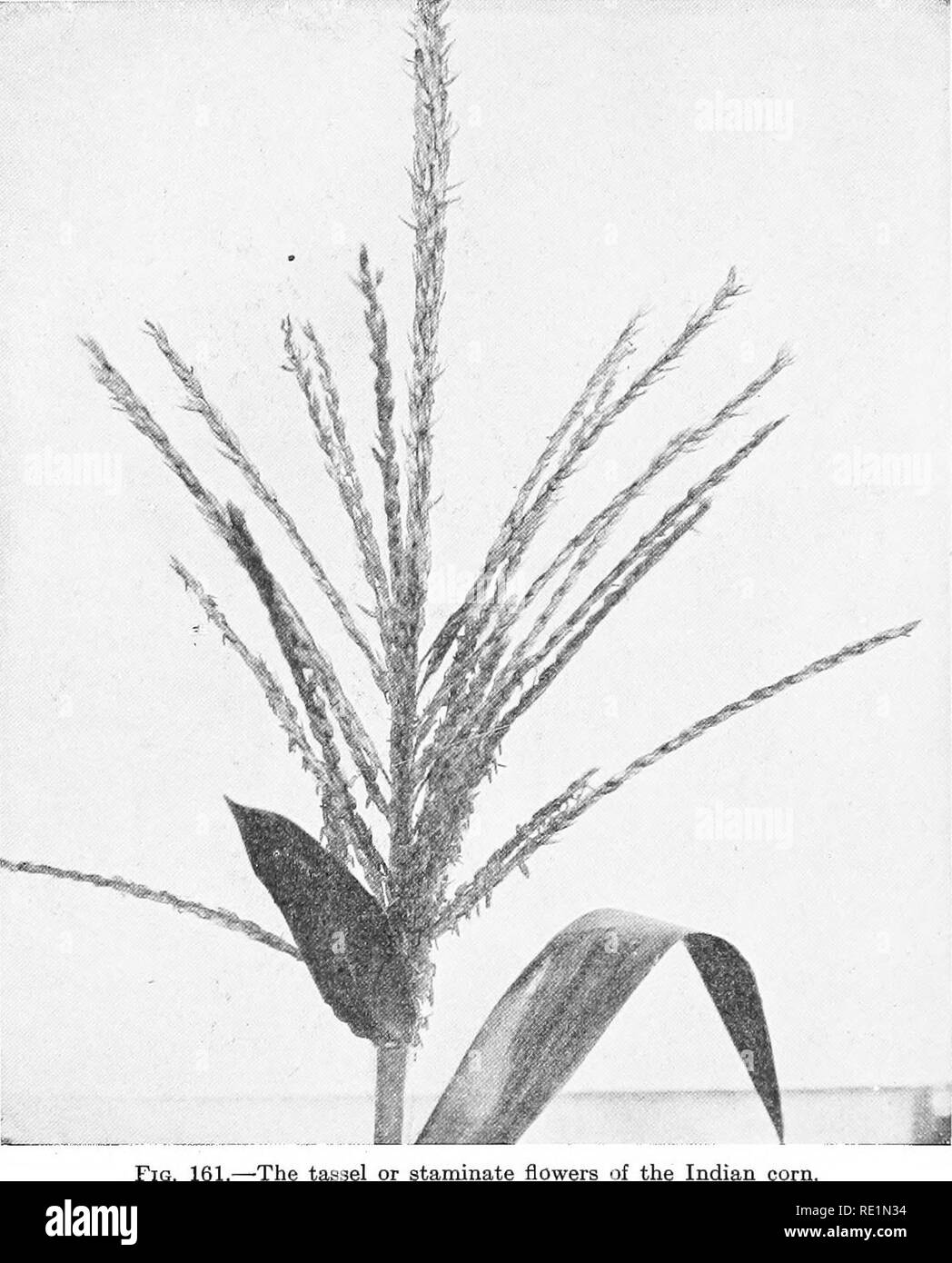 . College botanica; struttura, fisiologia e di economia di piante. La botanica. 320 COLLEGE botanica sono alternati, guaine e tracolla-sagomato. L'infiorescenza monoica, i fiori staminate sostenuti in corrispondenza della punta dello stabilimento di a. Fig. 161.-La o staminate fiori del mais Indiano. composto panicle chiamato fiocco; i fiori pistillate sostenuti in un puntale o orecchio sul lato del peduncolo e coperto con bucce. I frutti del grano o ai'e piatta, ouneate-sagomato. Esso è cresciuto di più. Si prega di notare che queste immagini vengono estratte dalla pagina sottoposta a scansione di immagini che possono essere state migliorate digitalmente per migliorare la leggibilità Foto Stock